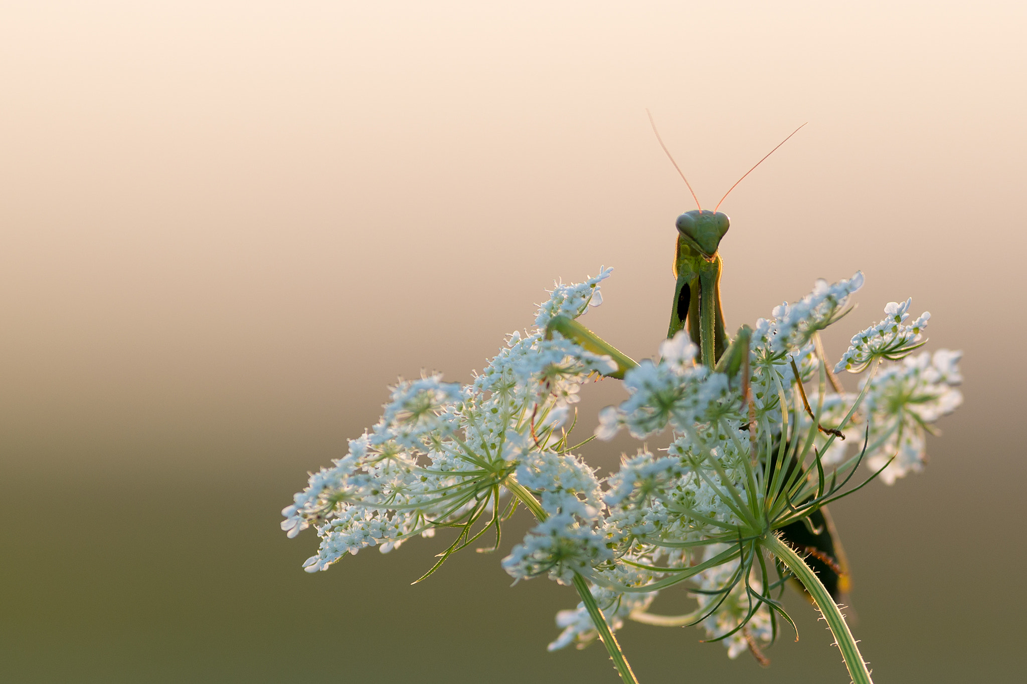 Nikon AF-S Nikkor 300mm F2.8G ED VR II sample photo. Mantide religiosa (mantis religiosa) photography