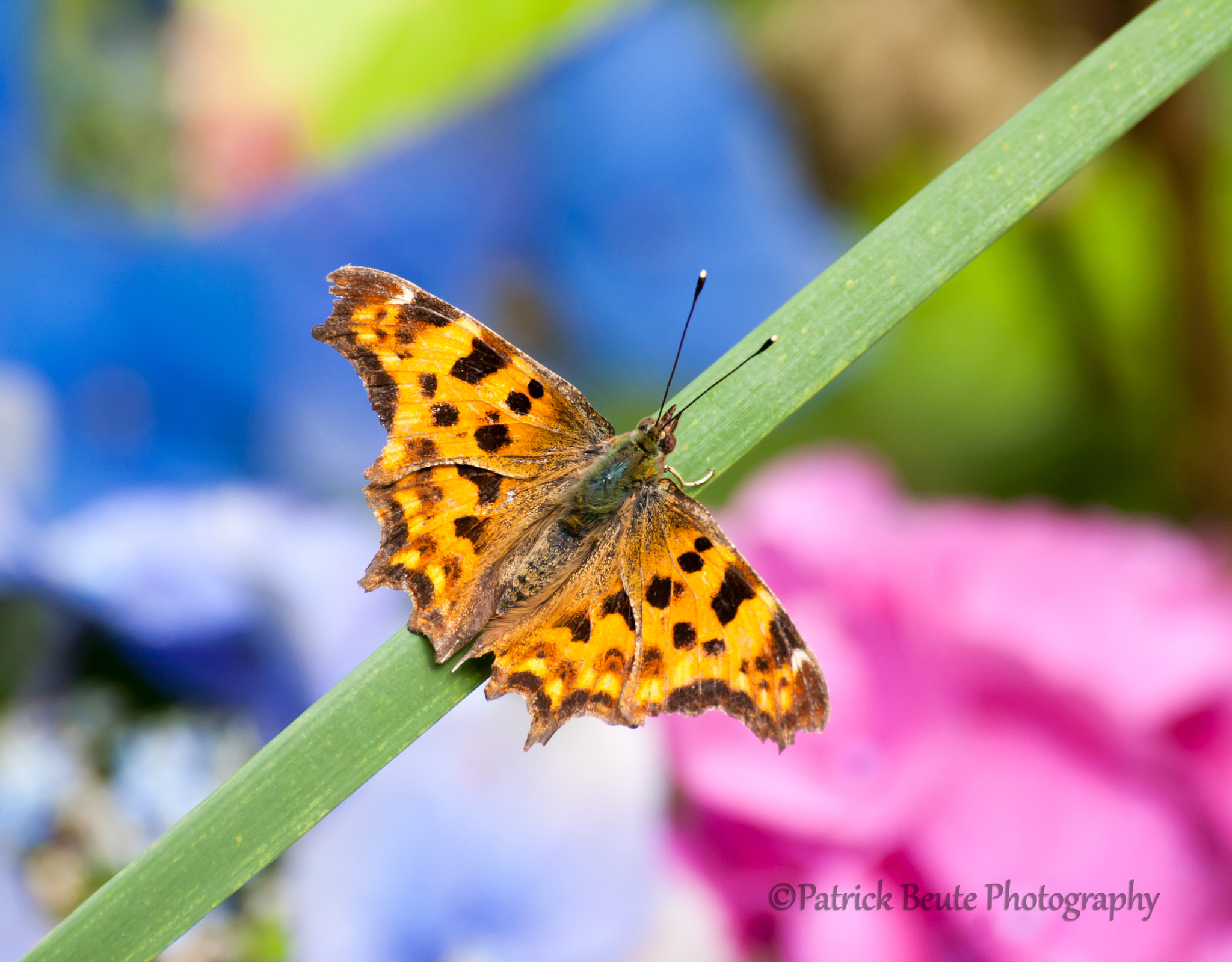 Canon EOS 40D sample photo. Comma butterfly photography