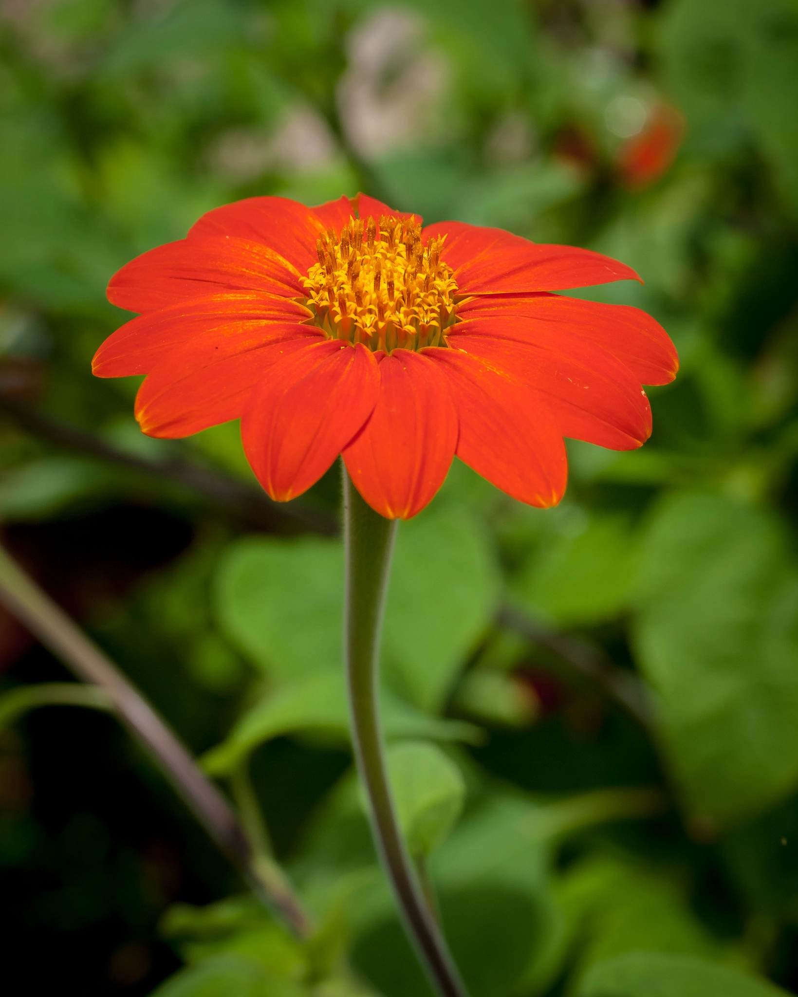 Olympus E-620 (EVOLT E-620) + OLYMPUS 50mm Lens sample photo. Zinnia photography