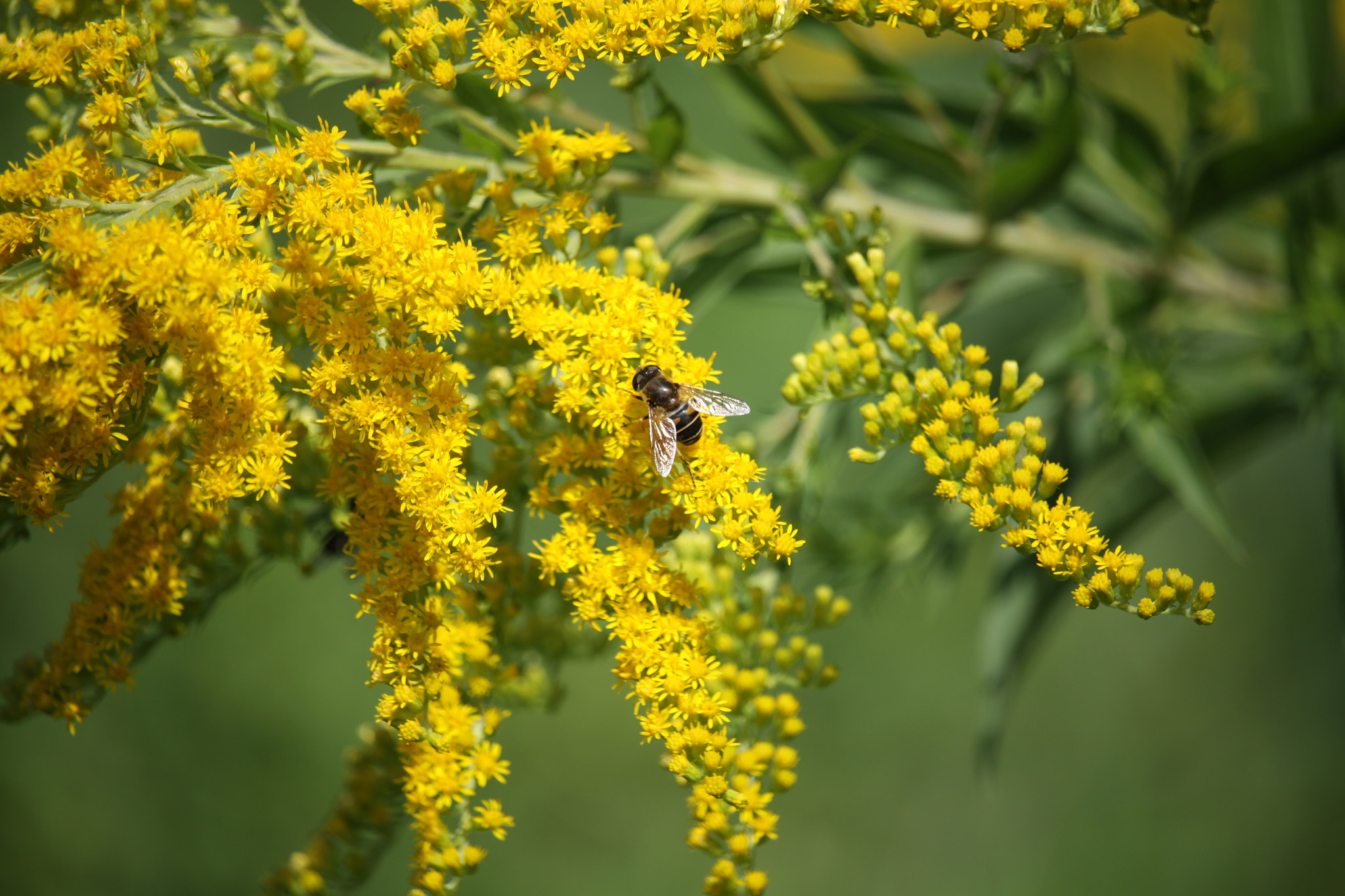 Canon EF-S 55-250mm F4-5.6 IS STM sample photo