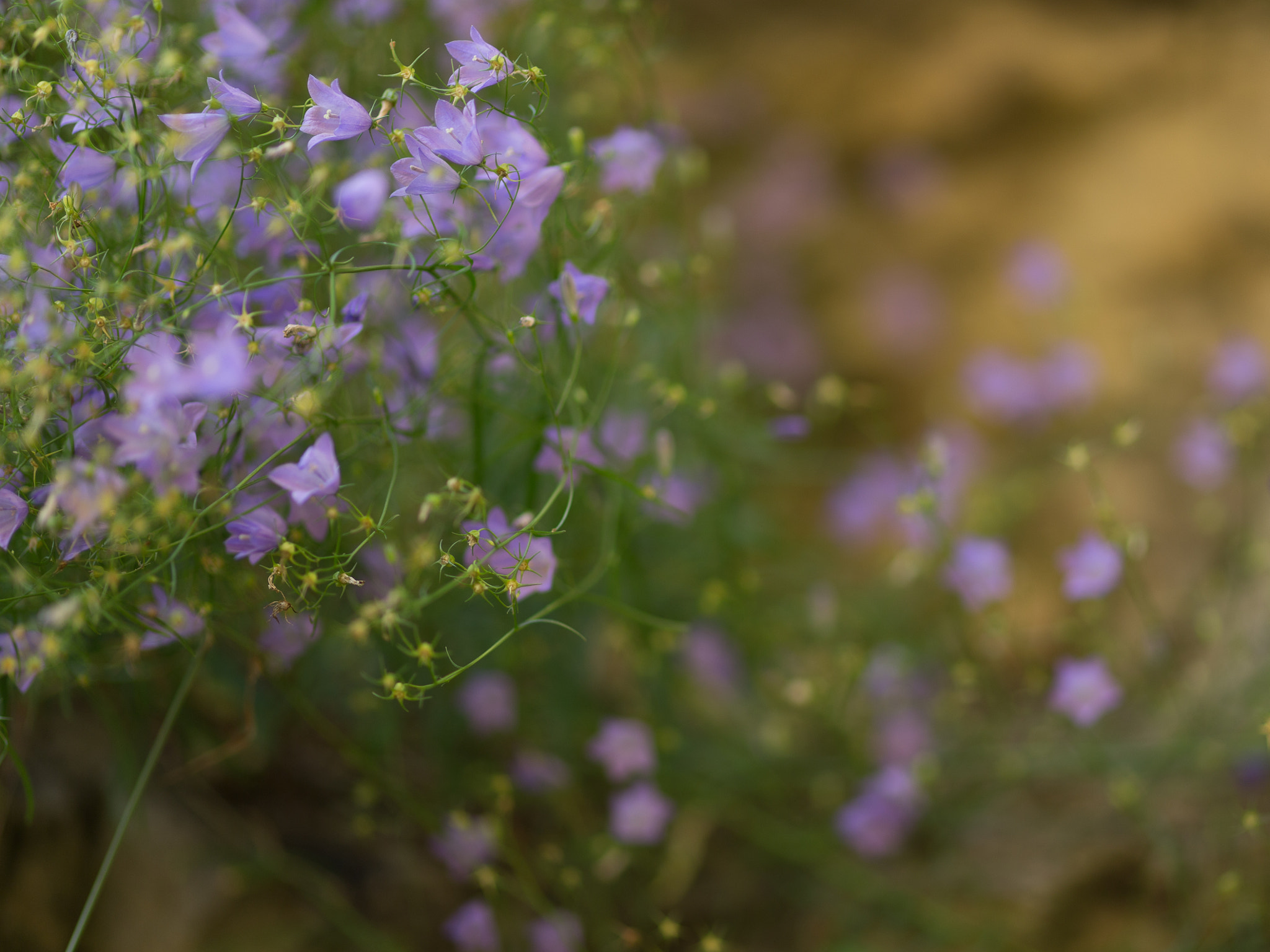 ZEISS Milvus 100mm F2 Macro sample photo. Growing on a rock photography