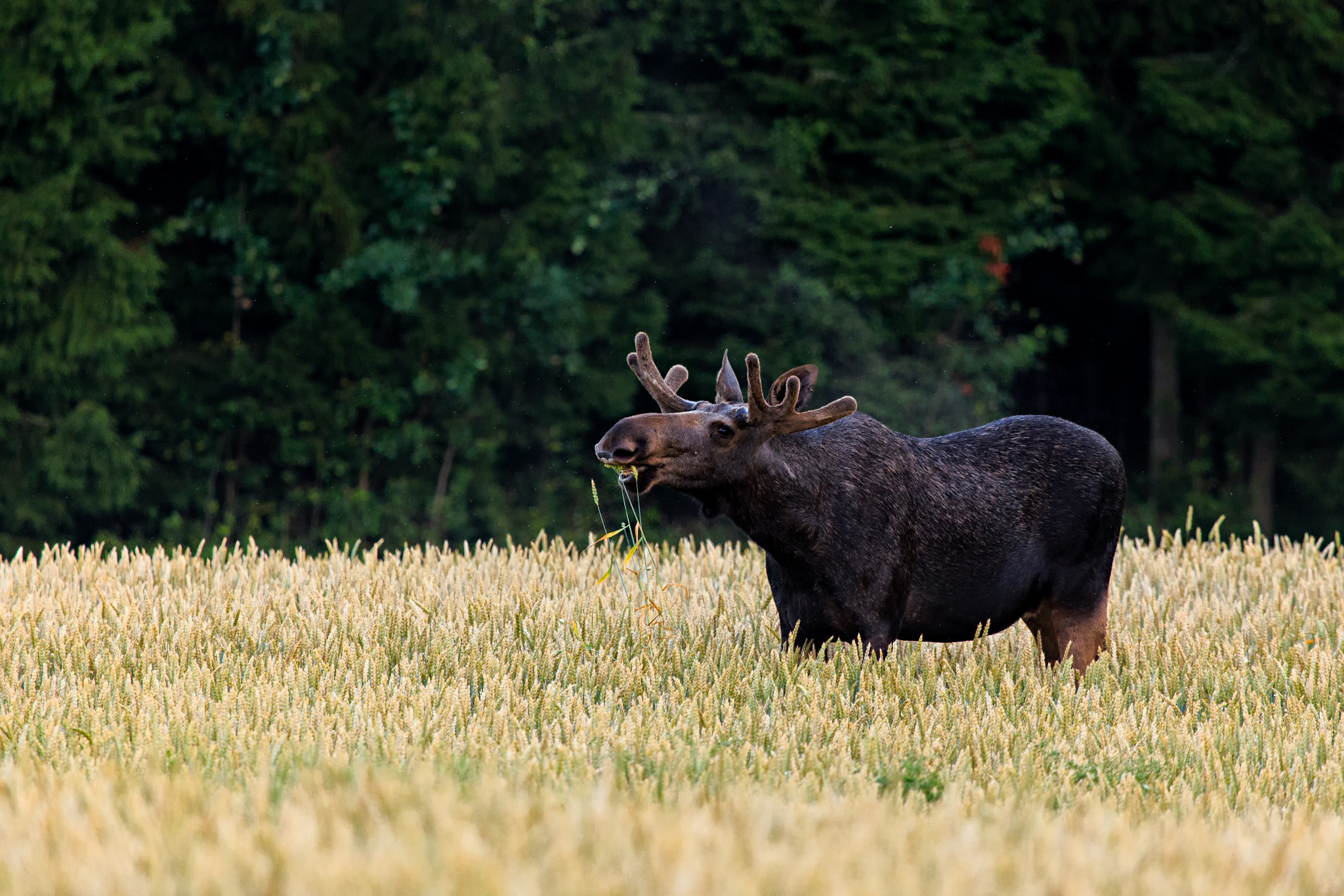 Canon EF 100-400mm F4.5-5.6L IS USM sample photo. European elk (alces alces alces) photography