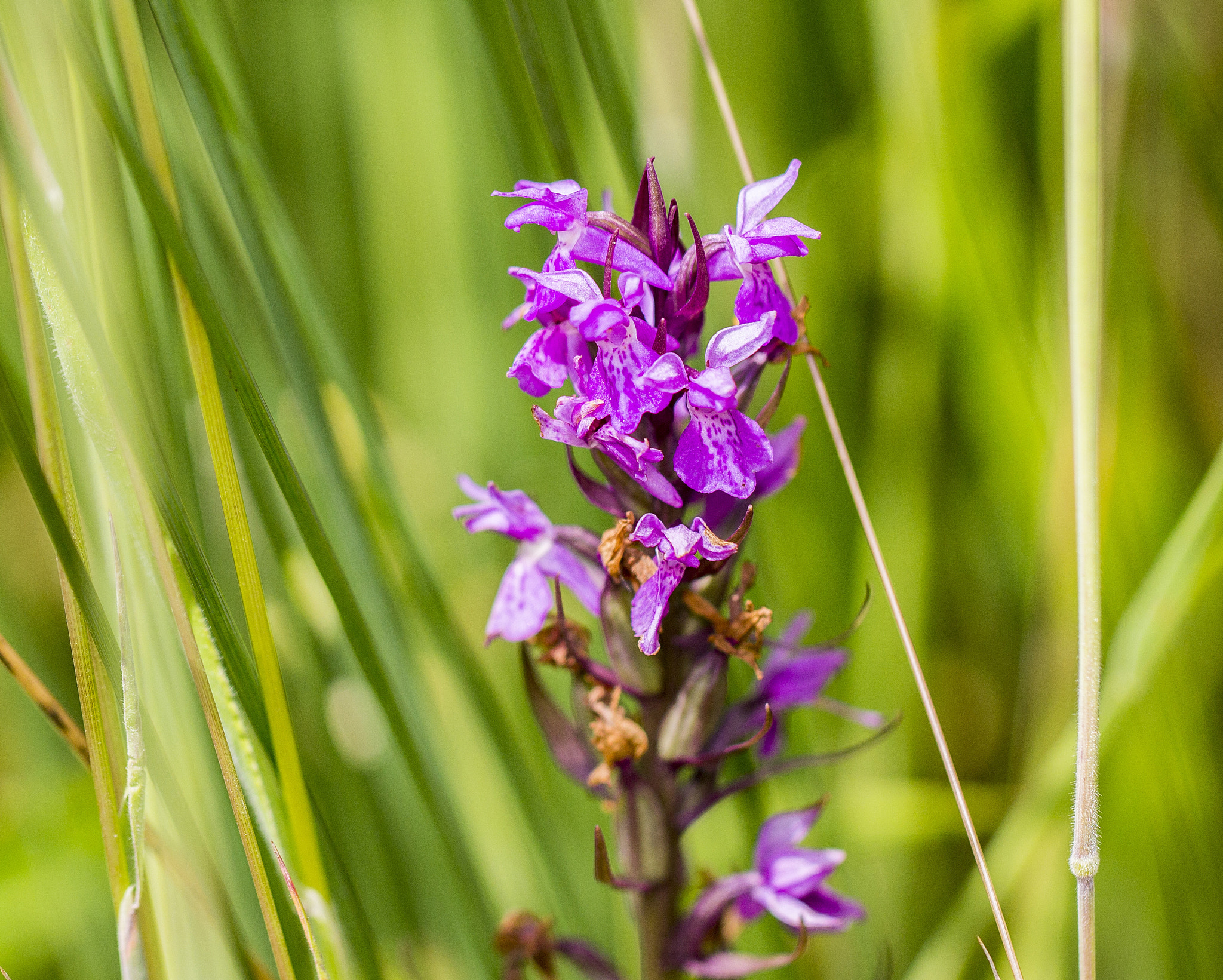 Canon EOS 1100D (EOS Rebel T3 / EOS Kiss X50) + Canon EF 100mm F2.8L Macro IS USM sample photo. Wild orchid photography