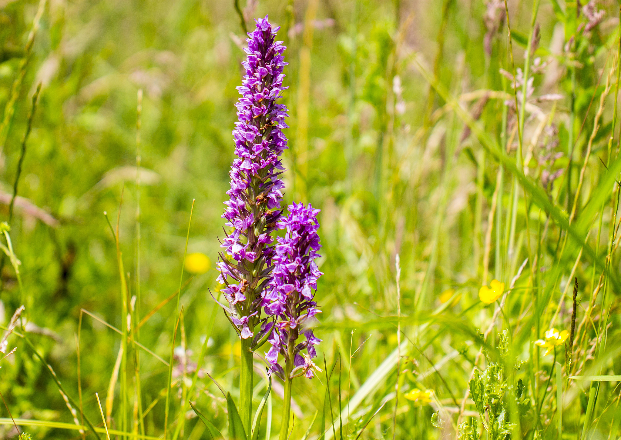 Canon EOS 1100D (EOS Rebel T3 / EOS Kiss X50) + Canon EF 100mm F2.8L Macro IS USM sample photo. Southern marsh orchid, uk photography