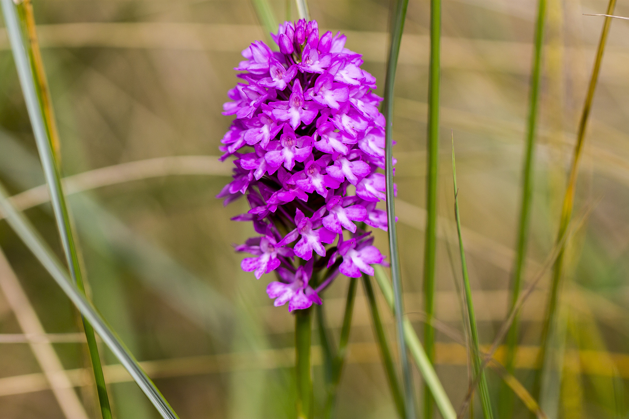 Canon EOS 1100D (EOS Rebel T3 / EOS Kiss X50) + Canon EF 100mm F2.8L Macro IS USM sample photo. Pyramidal orchid, uk photography