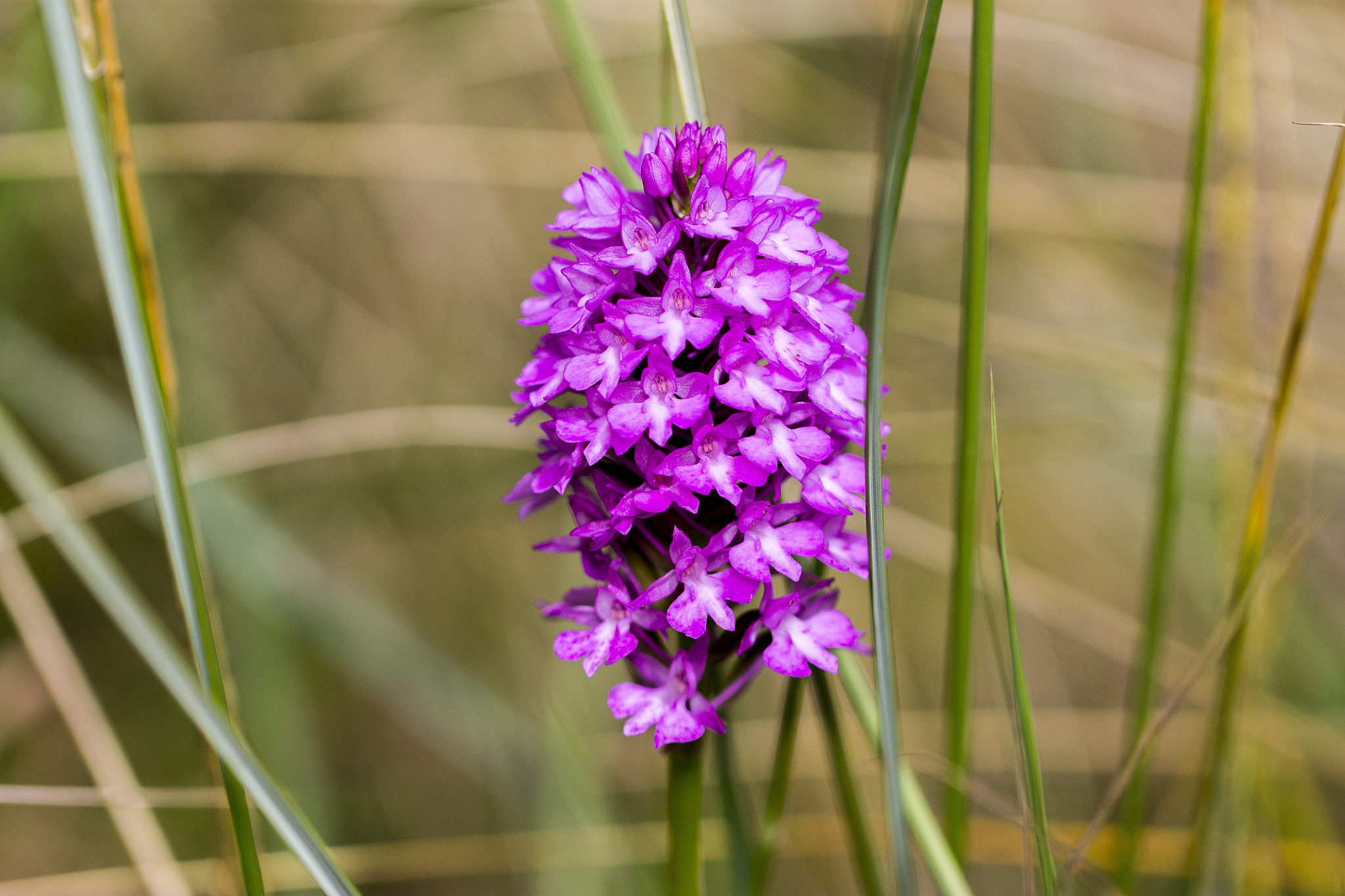 Canon EOS 1100D (EOS Rebel T3 / EOS Kiss X50) + Canon EF 100mm F2.8L Macro IS USM sample photo. Pyramidal orchid, uk photography