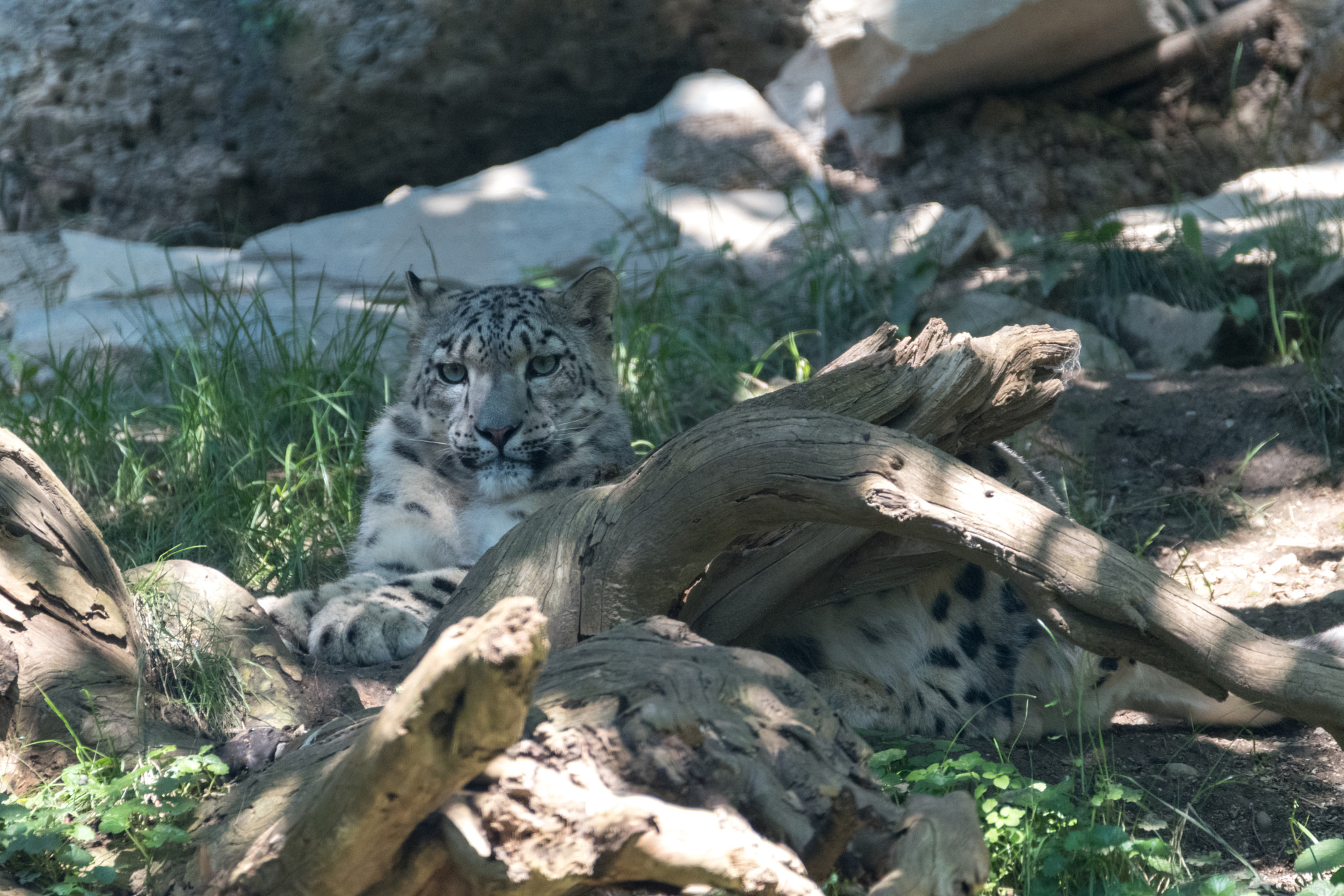 Sigma 150-600mm F5-6.3 DG OS HSM | C sample photo. Snow leopard photography