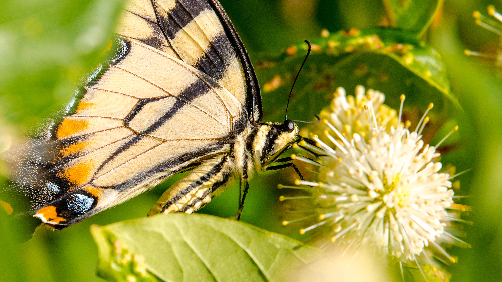 Tamron SP 70-200mm F2.8 Di VC USD sample photo. Butterfly on buttonbush photography