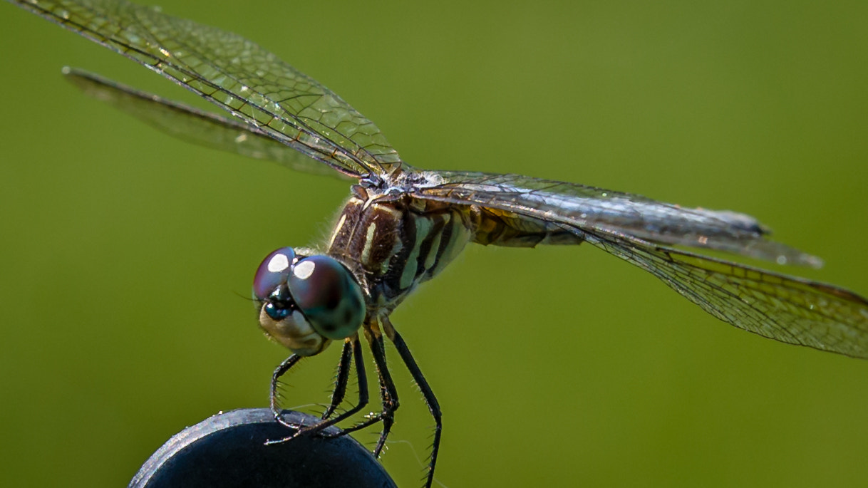 Tamron SP 70-200mm F2.8 Di VC USD sample photo. Dragonfly photography