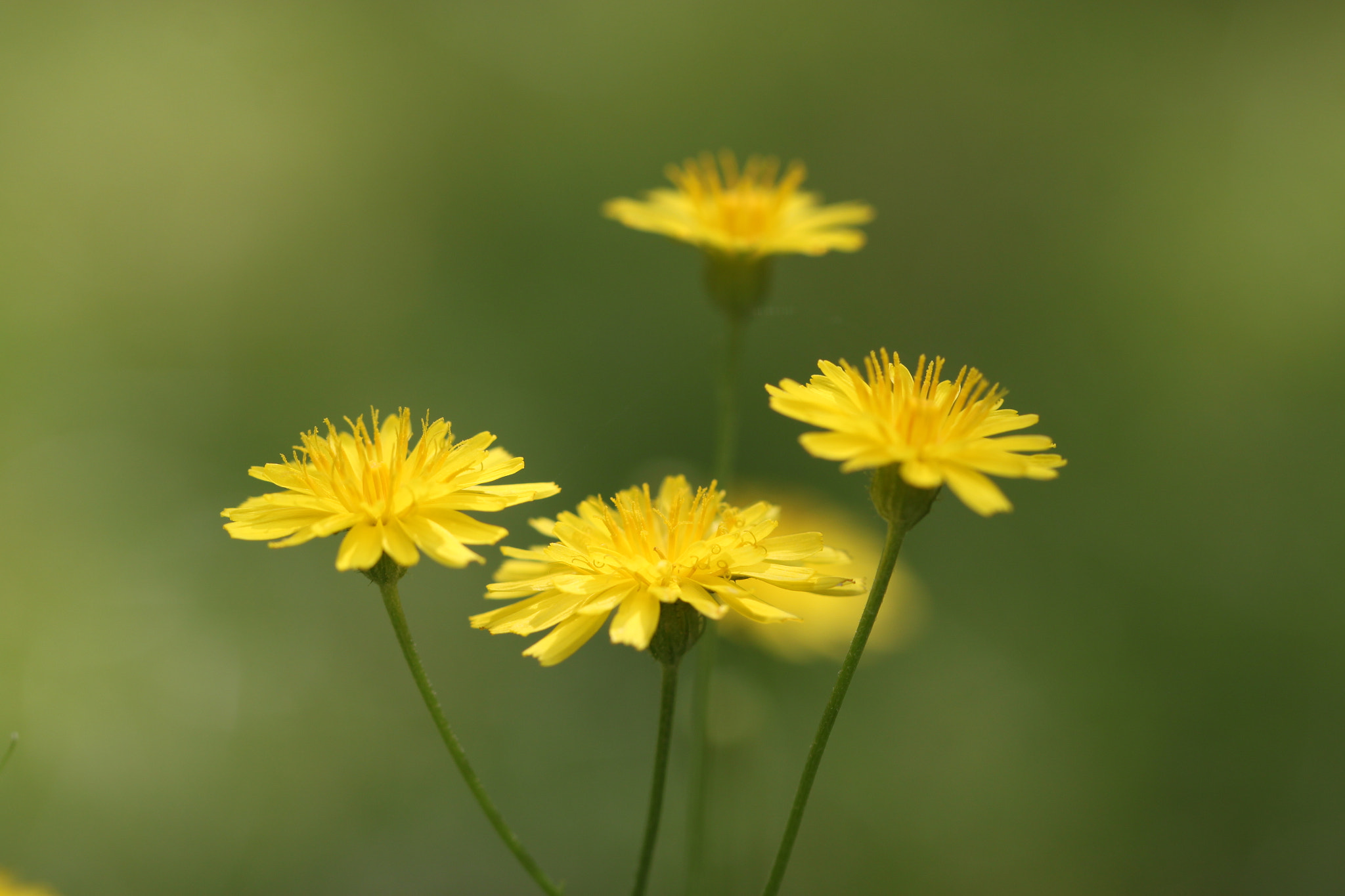 Canon EOS 500D (EOS Rebel T1i / EOS Kiss X3) + Canon EF 100mm F2.8L Macro IS USM sample photo. Yellow flowers in my lawn photography