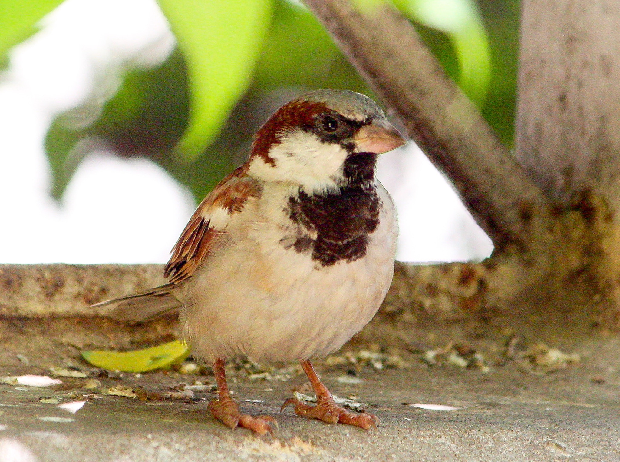 Canon EF-S 55-250mm F4-5.6 IS II sample photo. Male sparrow photography