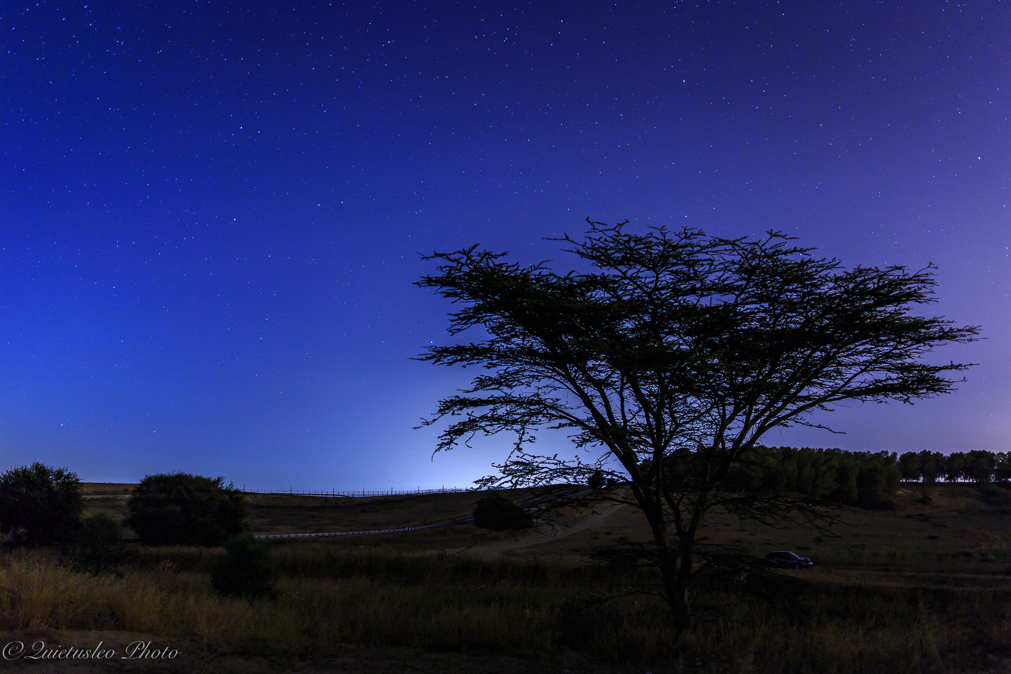 Tamron SP 35mm F1.8 Di VC USD sample photo. Acacia under the stars photography