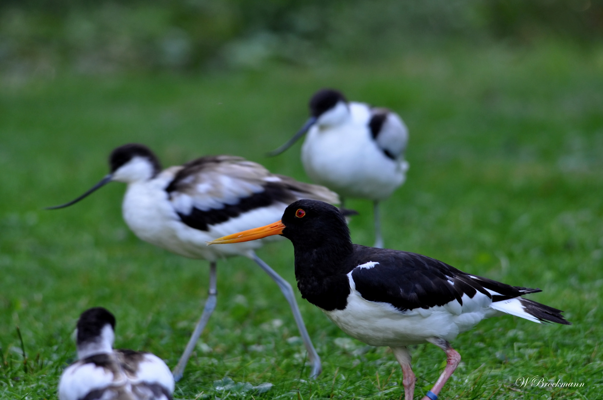Sigma 150-500mm F5-6.3 DG OS HSM sample photo. Austernfischer photography