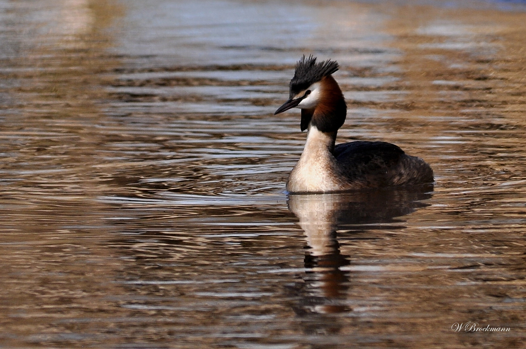 Sigma 150-500mm F5-6.3 DG OS HSM sample photo. Haubentaucher photography