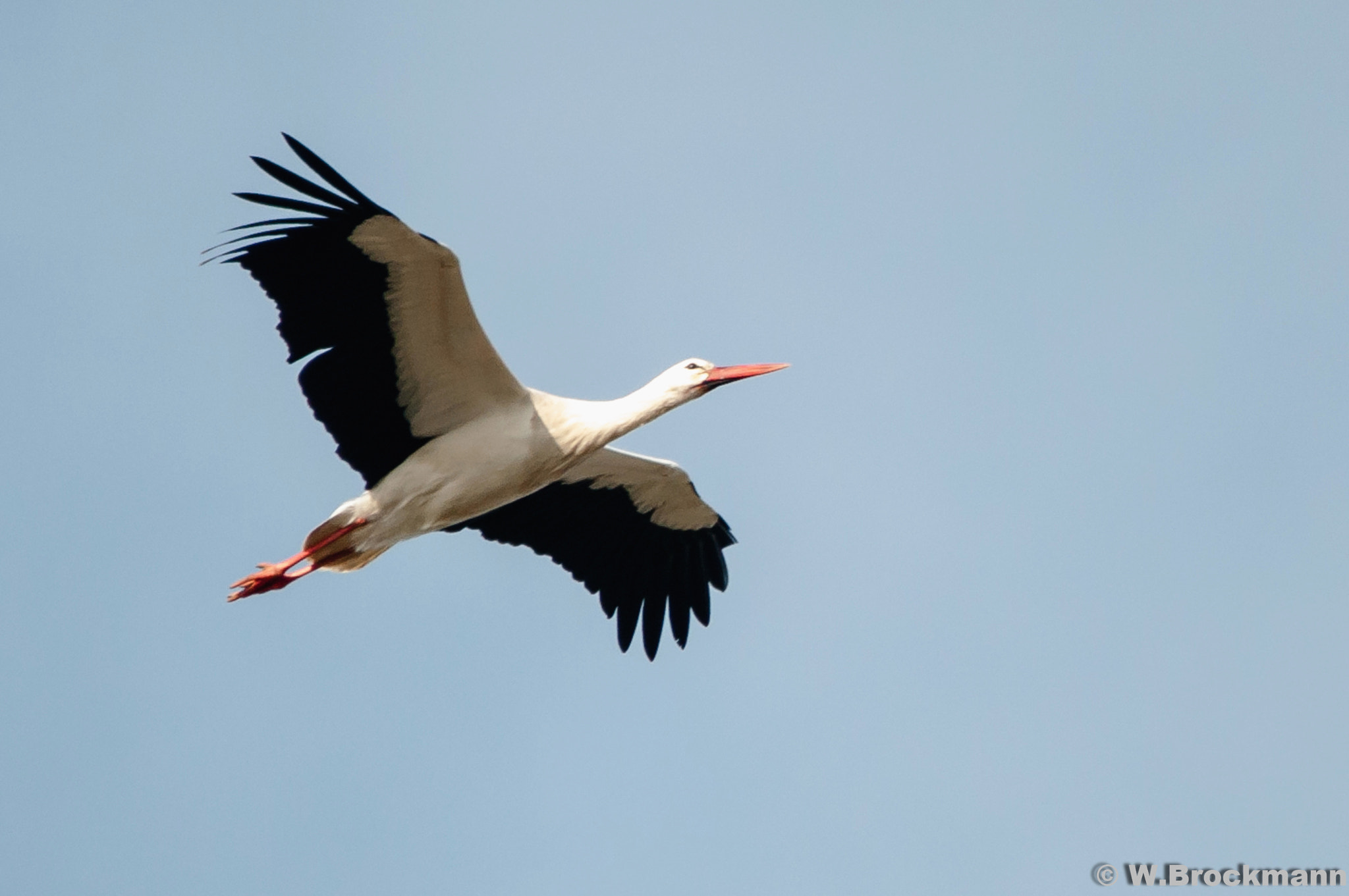 Sigma 150-500mm F5-6.3 DG OS HSM sample photo. Storch photography