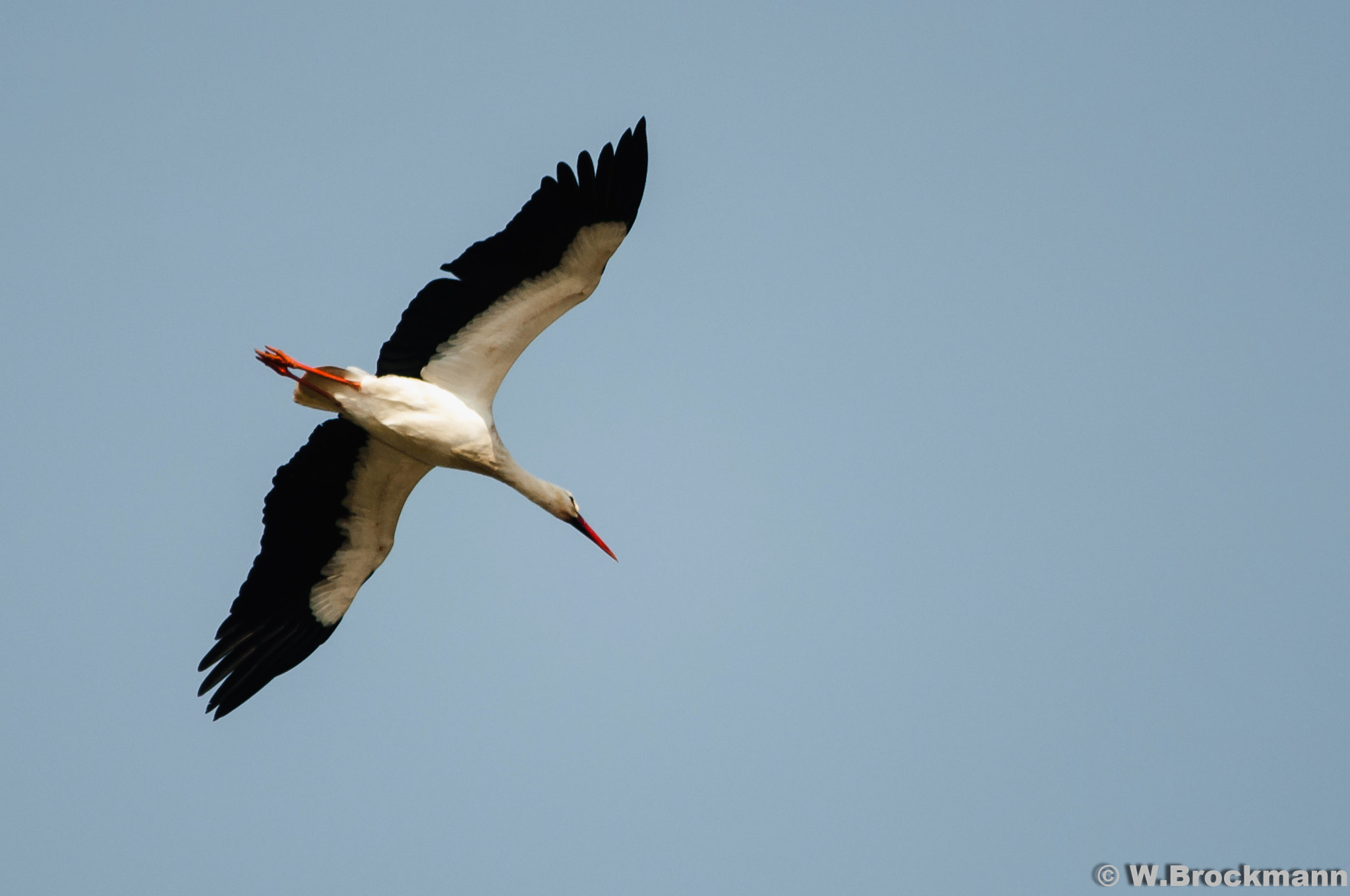 Sigma 150-500mm F5-6.3 DG OS HSM sample photo. Storch photography