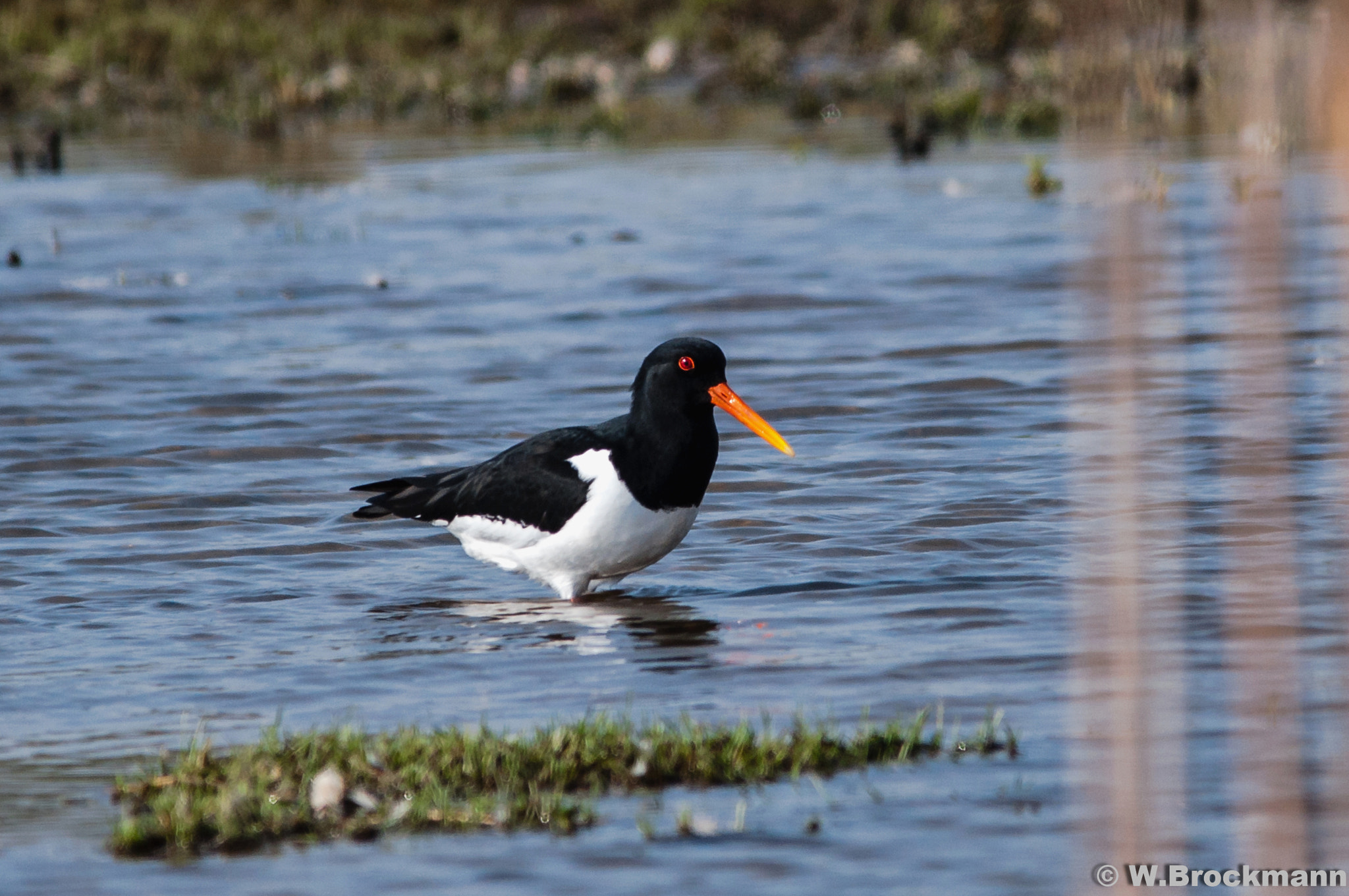Sigma 150-500mm F5-6.3 DG OS HSM sample photo. Vogel/byrd photography