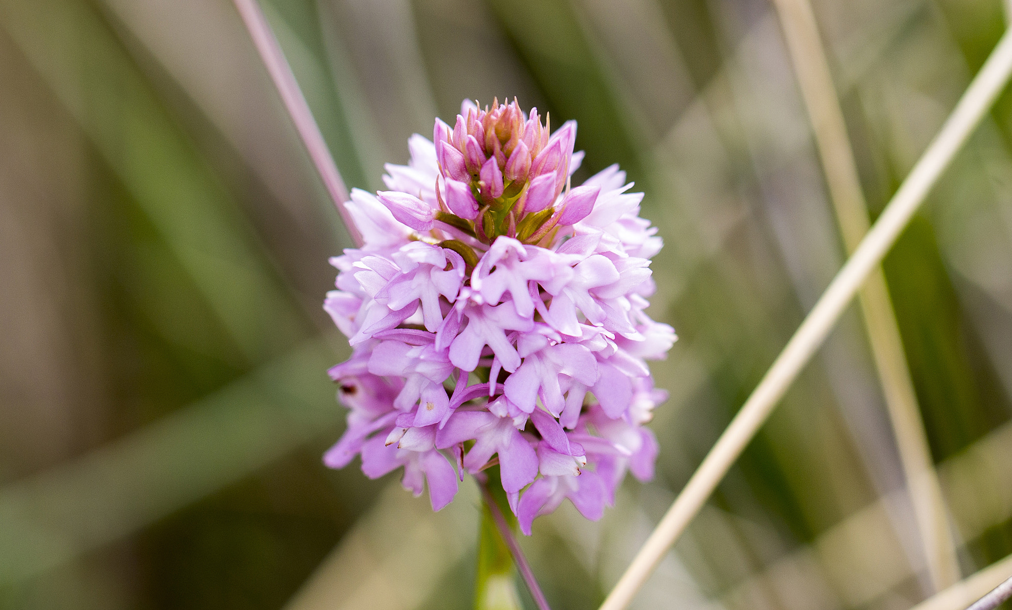 Canon EOS 1100D (EOS Rebel T3 / EOS Kiss X50) + Canon EF 100mm F2.8L Macro IS USM sample photo. Pyramidal orchid, uk photography