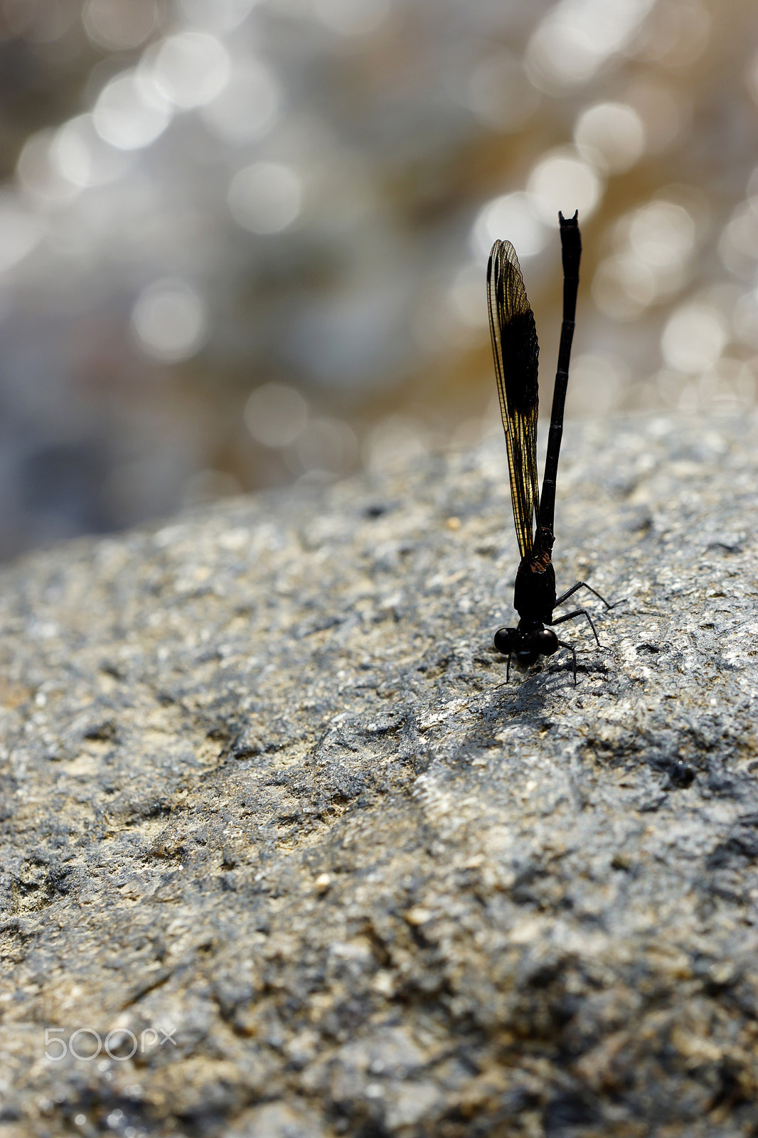 Sony a99 II sample photo. Little friend at the waterfall. quarry bay, hong kong photography