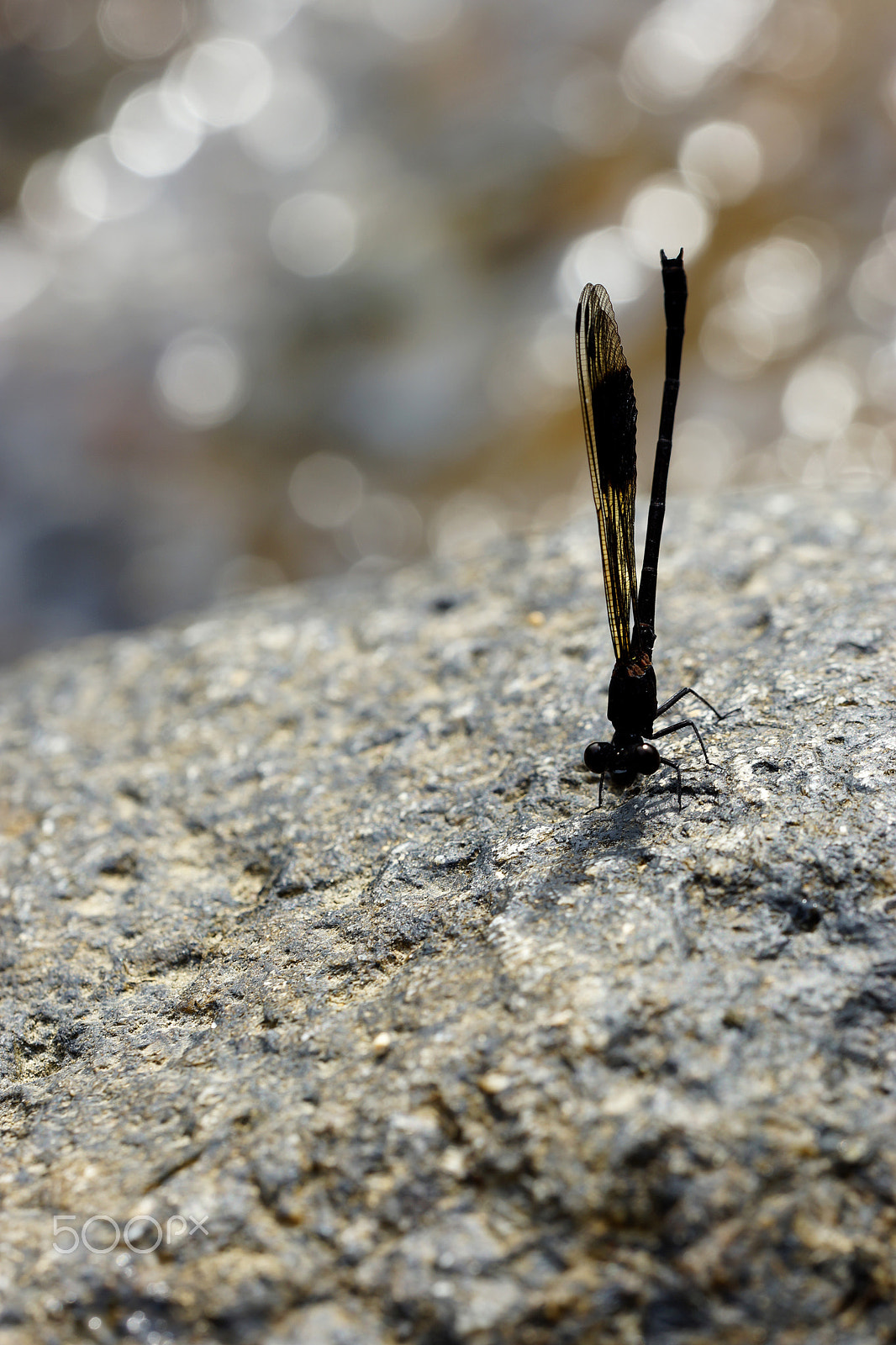 Sony a99 II + 150mm F2.8 sample photo. Little friend at the waterfall. quarry bay, hong kong photography