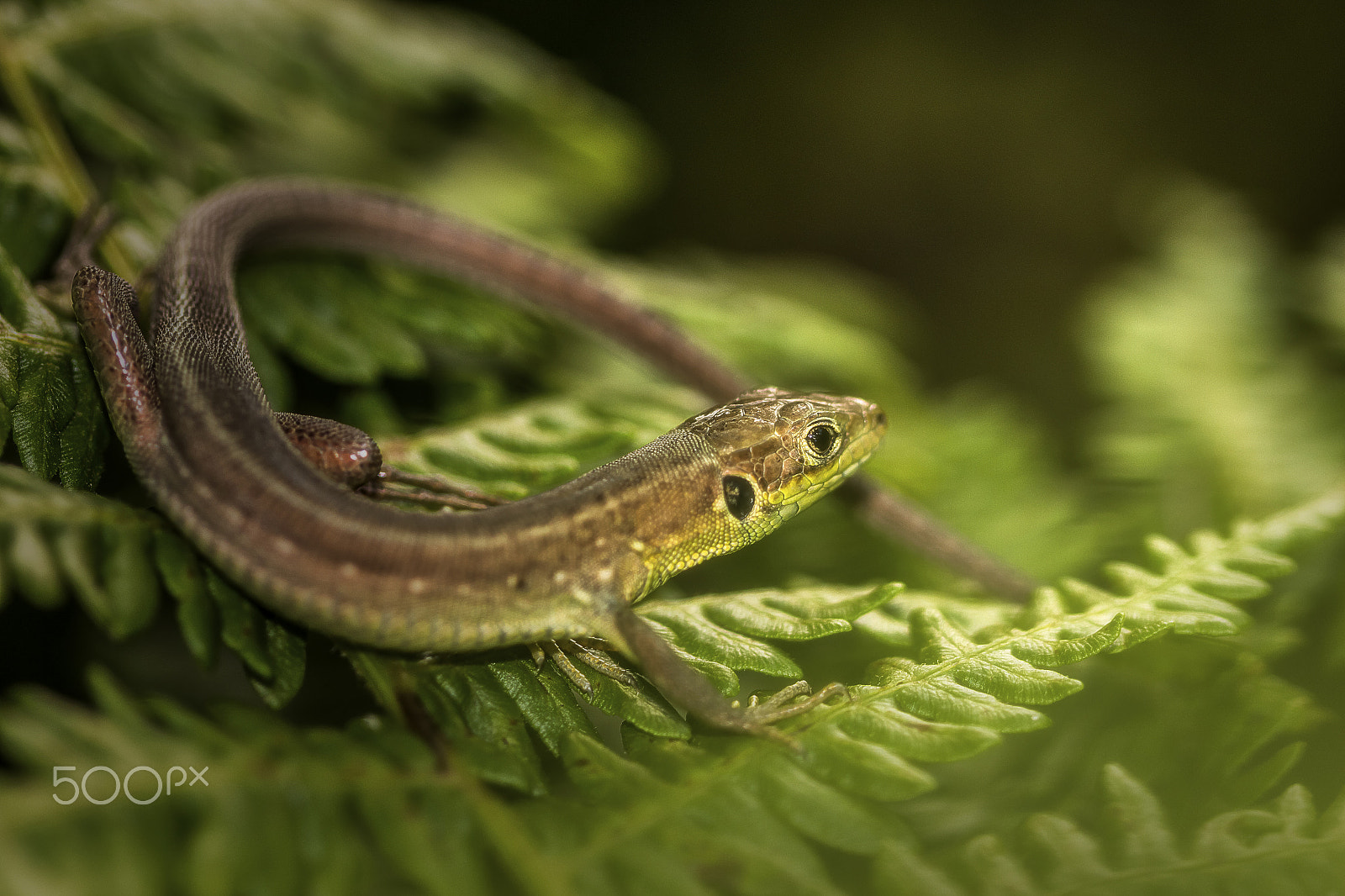 Canon EF 100mm F2.8 Macro USM sample photo. Unnoticed photography
