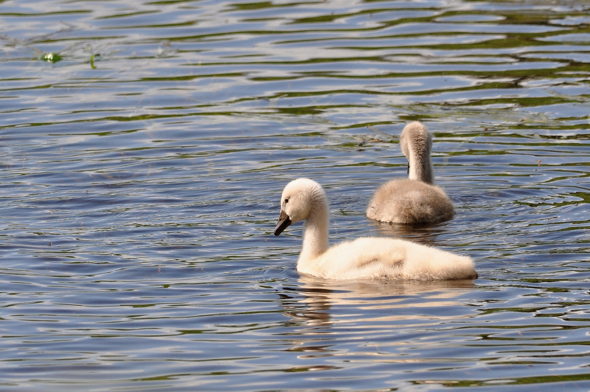 Sigma 150-500mm F5-6.3 DG OS HSM sample photo. Jungschwäne photography