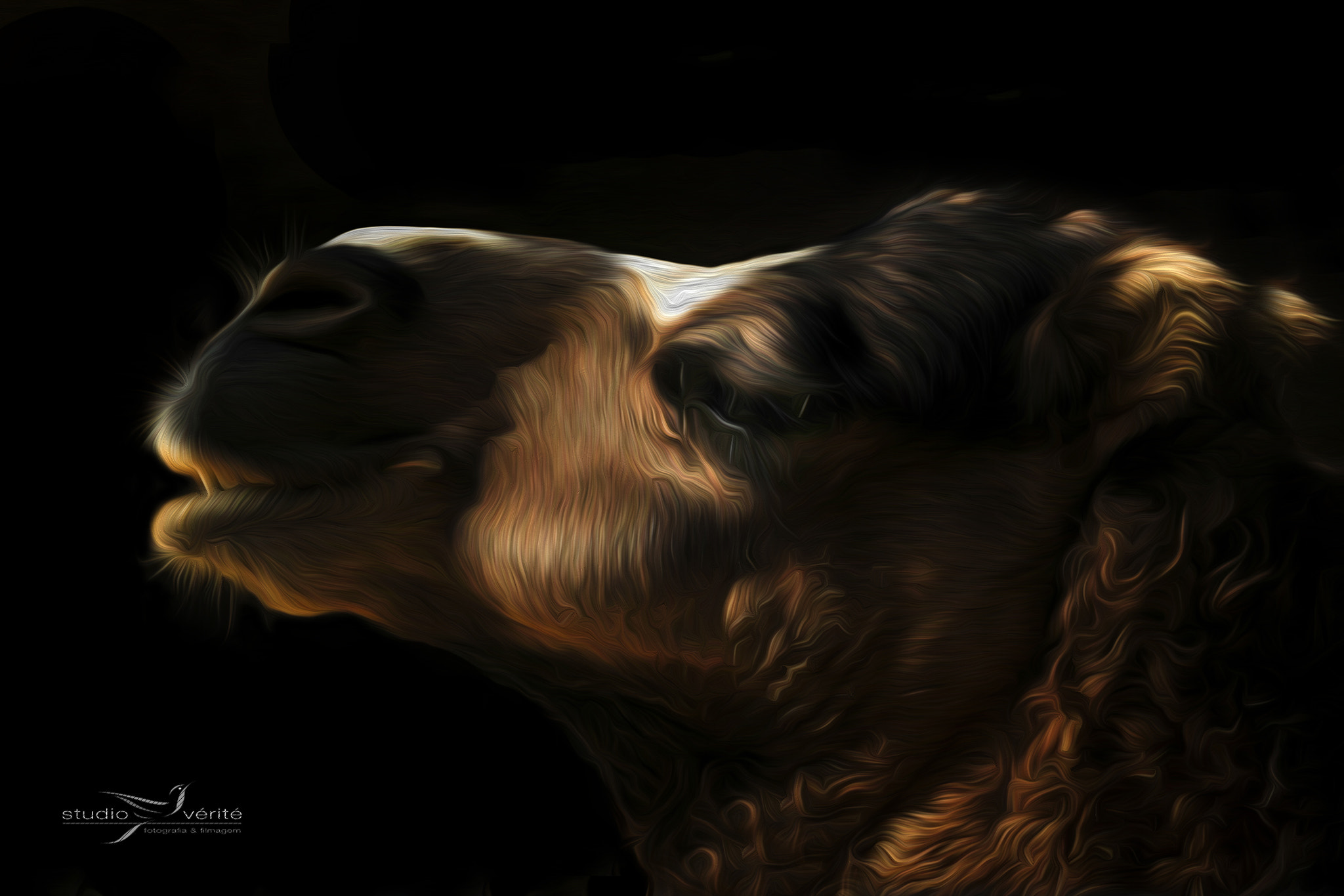 Canon EF 70-200mm F2.8L USM sample photo. Camel photography