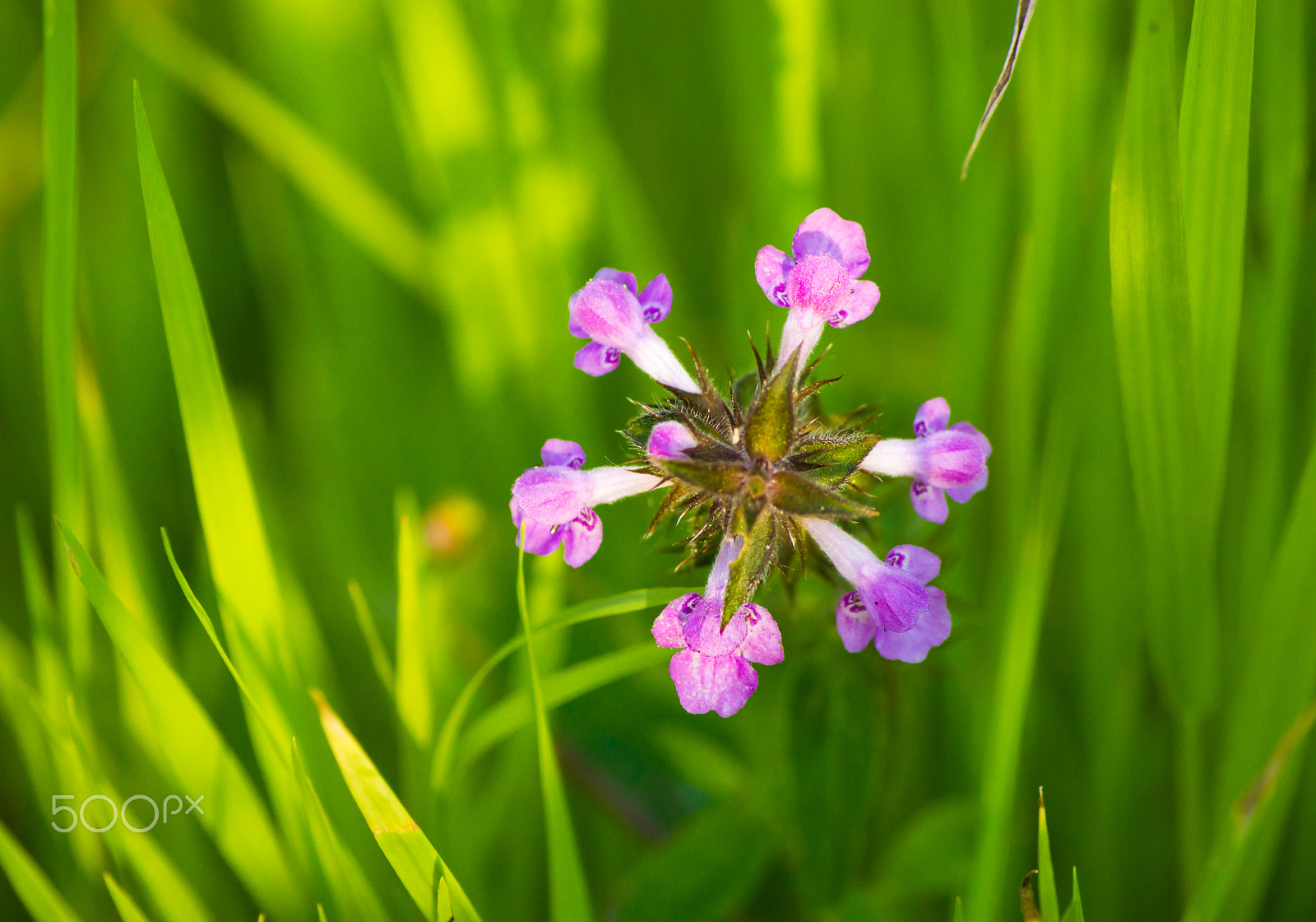 Tamron AF 55-200mm F4-5.6 Di II LD Macro sample photo. A beautiful flower amongst the greenery. photography
