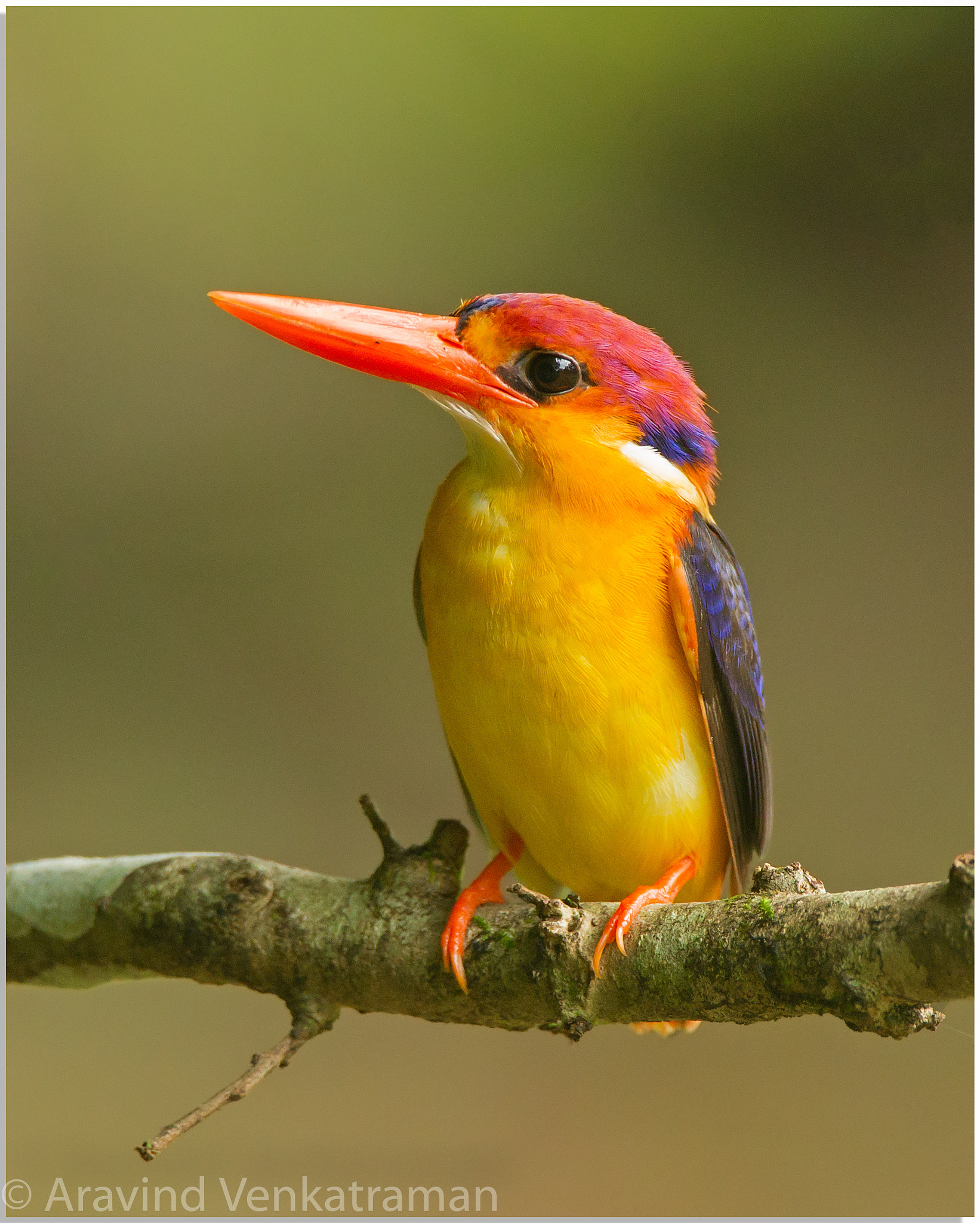 Canon EF 500mm F4L IS USM sample photo. Oriental dwarf kingfisher photography