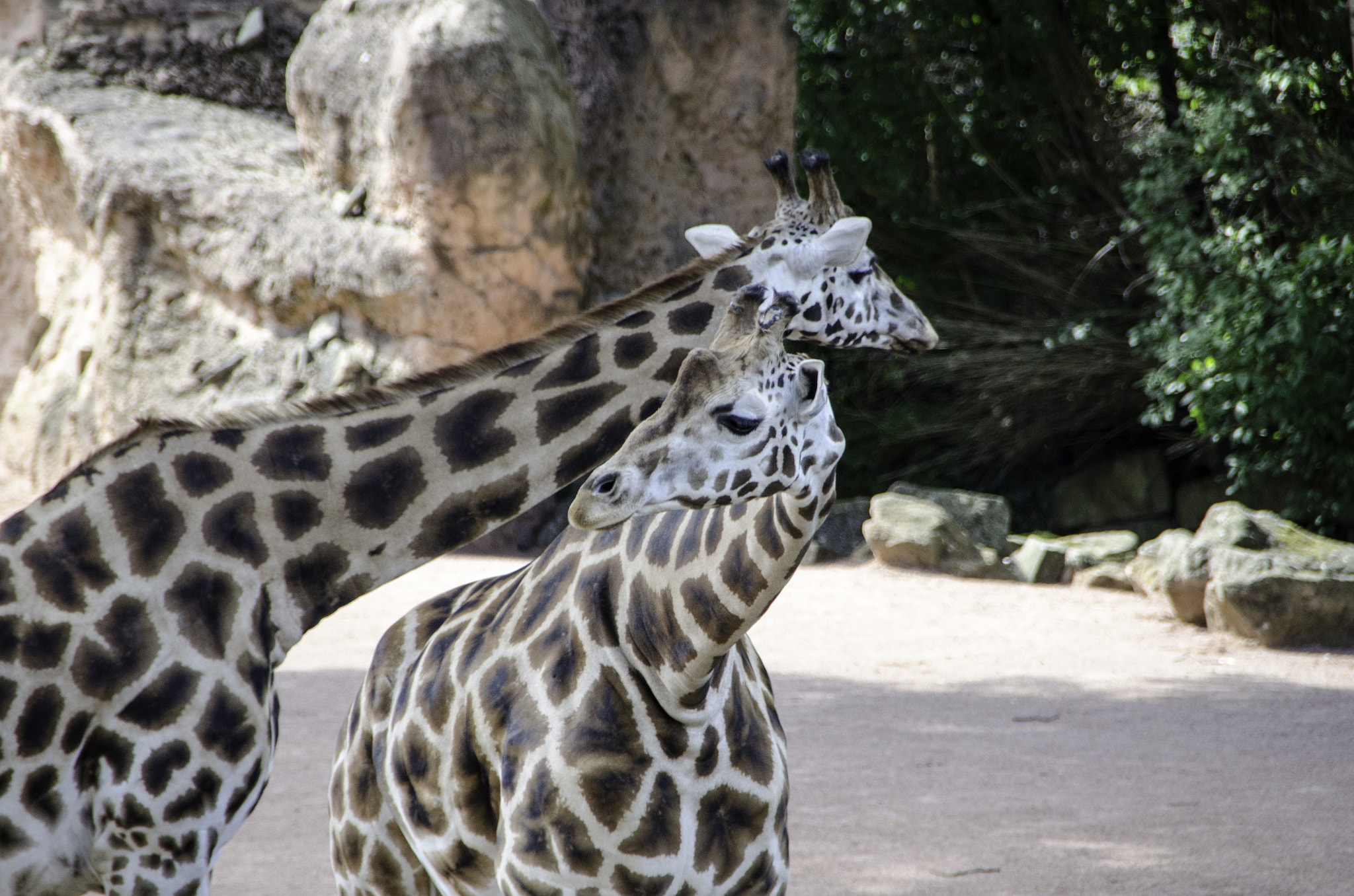 Sigma 18-250mm F3.5-6.3 DC OS HSM sample photo. Zoo hannover, affe photography