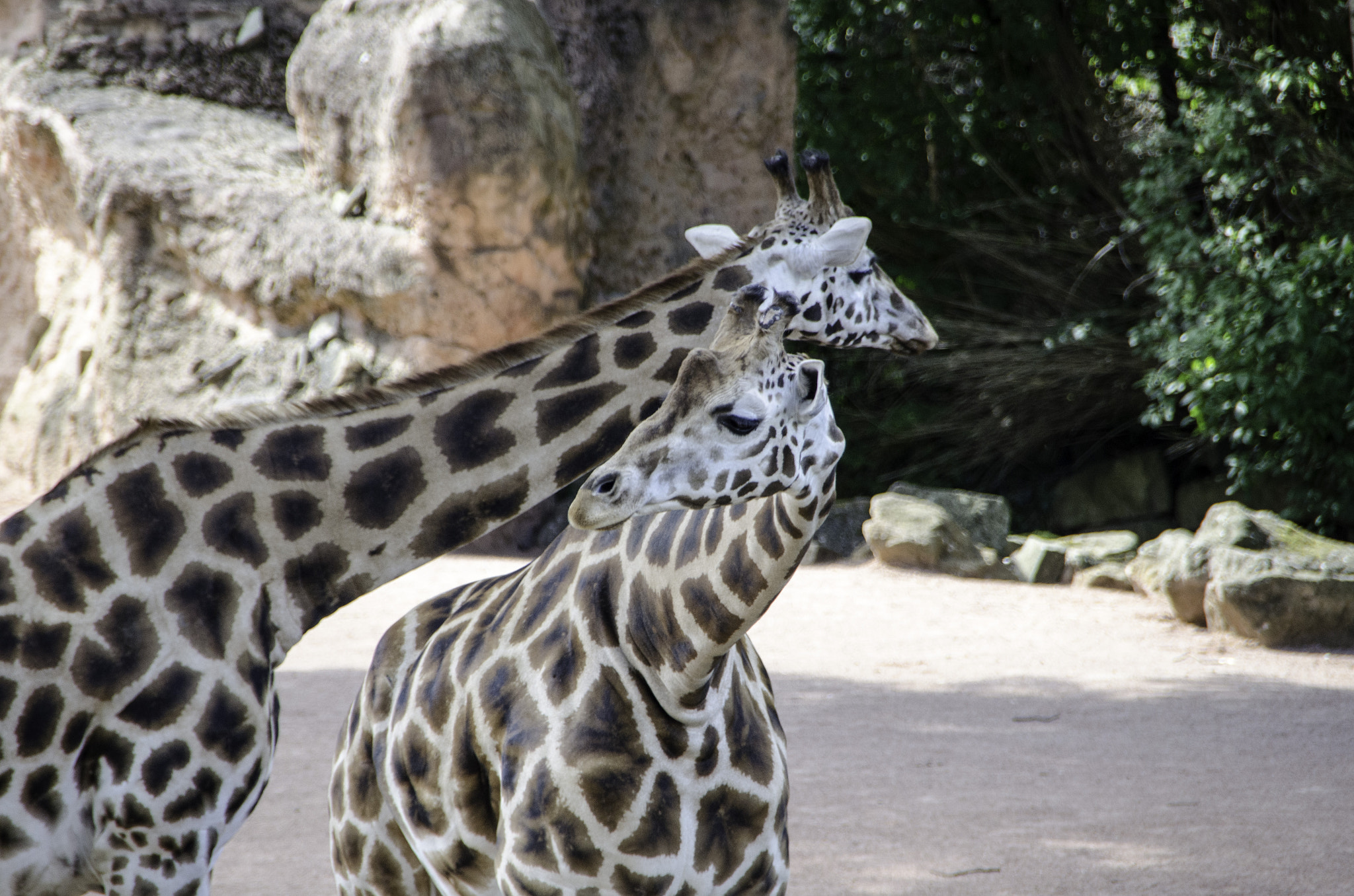 Nikon D5100 + Sigma 18-250mm F3.5-6.3 DC OS HSM sample photo. Zoo hannover, affe photography