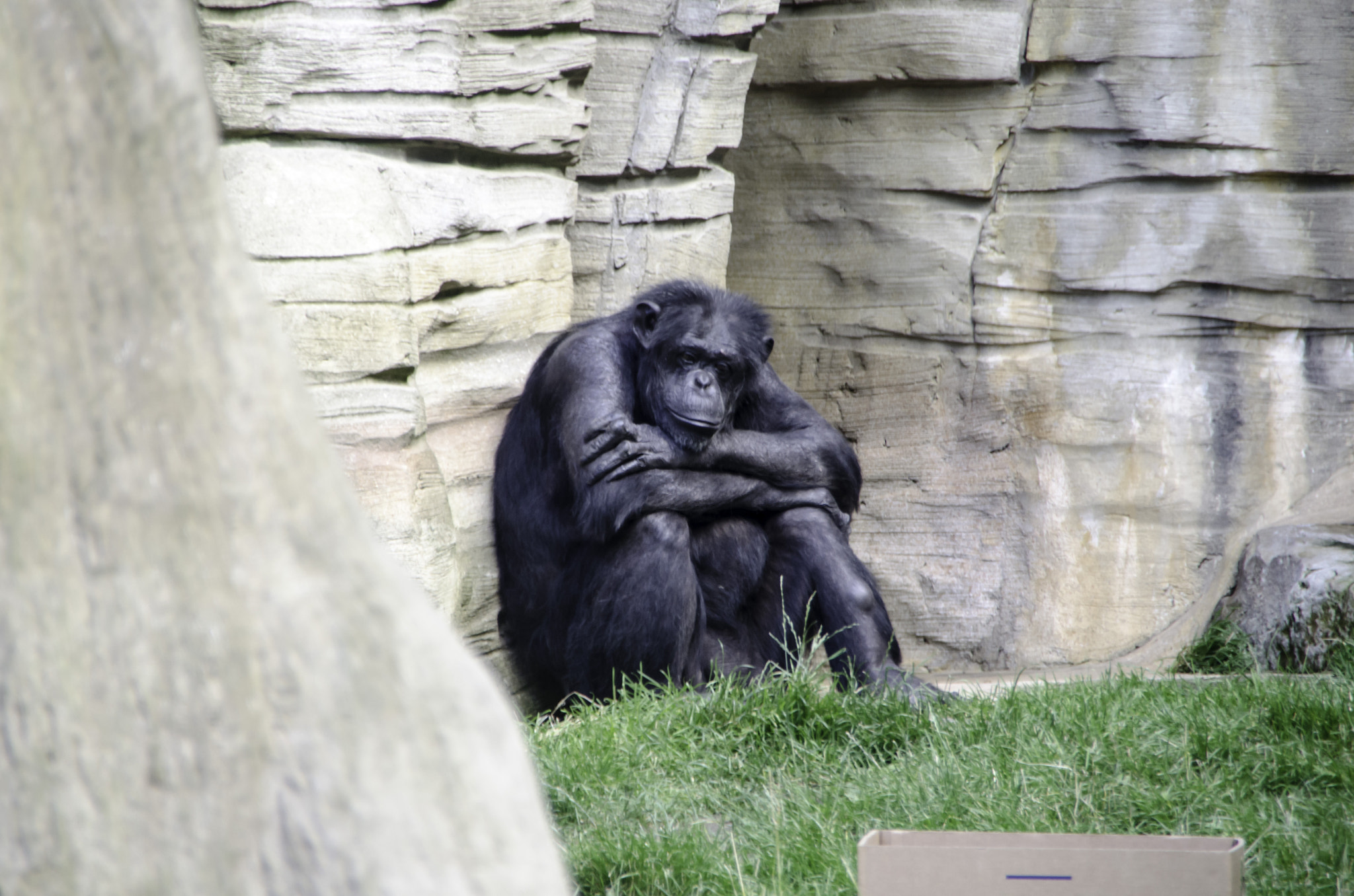 Nikon D5100 + Sigma 18-250mm F3.5-6.3 DC OS HSM sample photo. Zoo hannover, affe photography