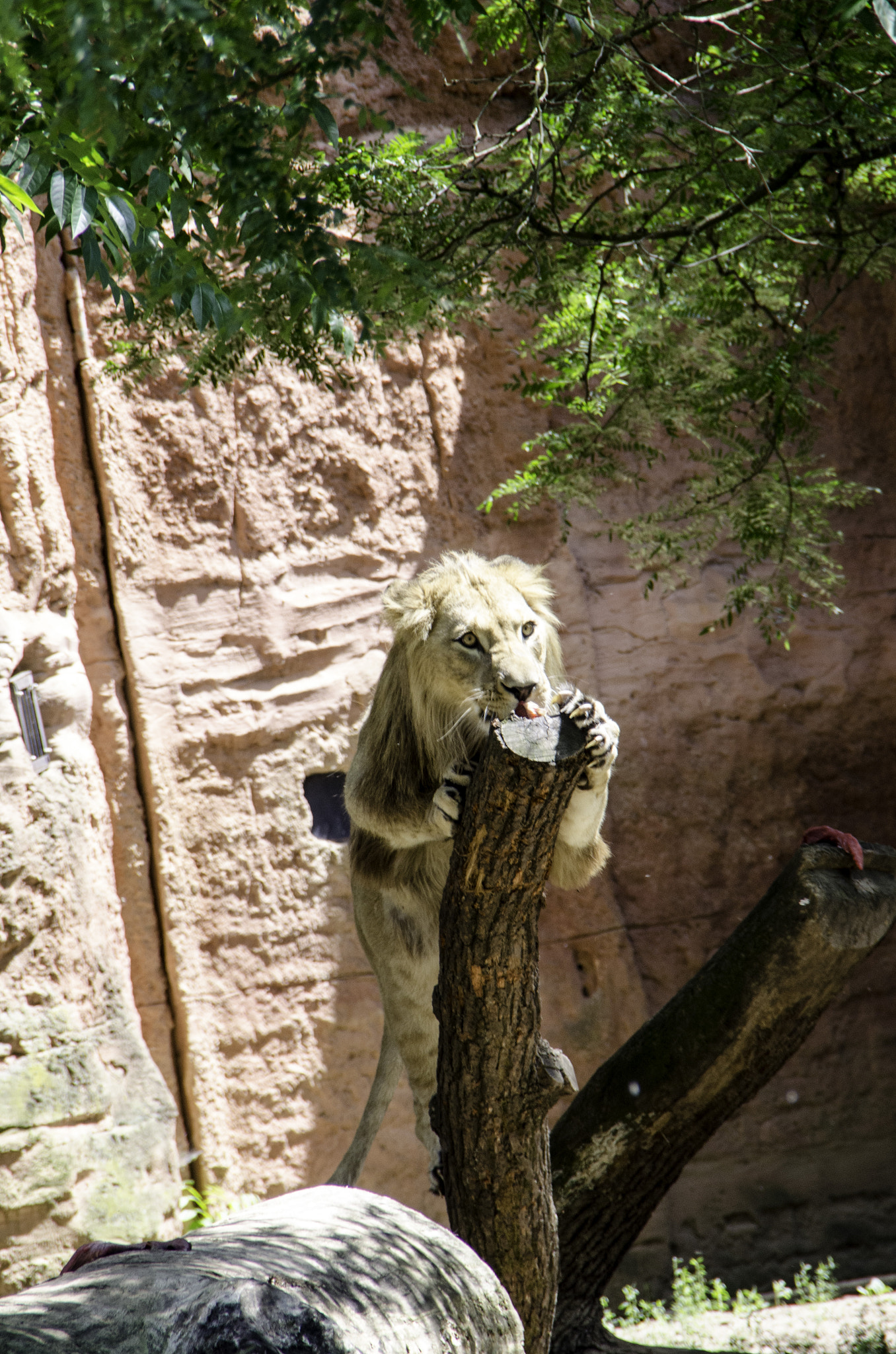 Nikon D5100 + Sigma 18-250mm F3.5-6.3 DC OS HSM sample photo. Zoo hannover, löwe photography