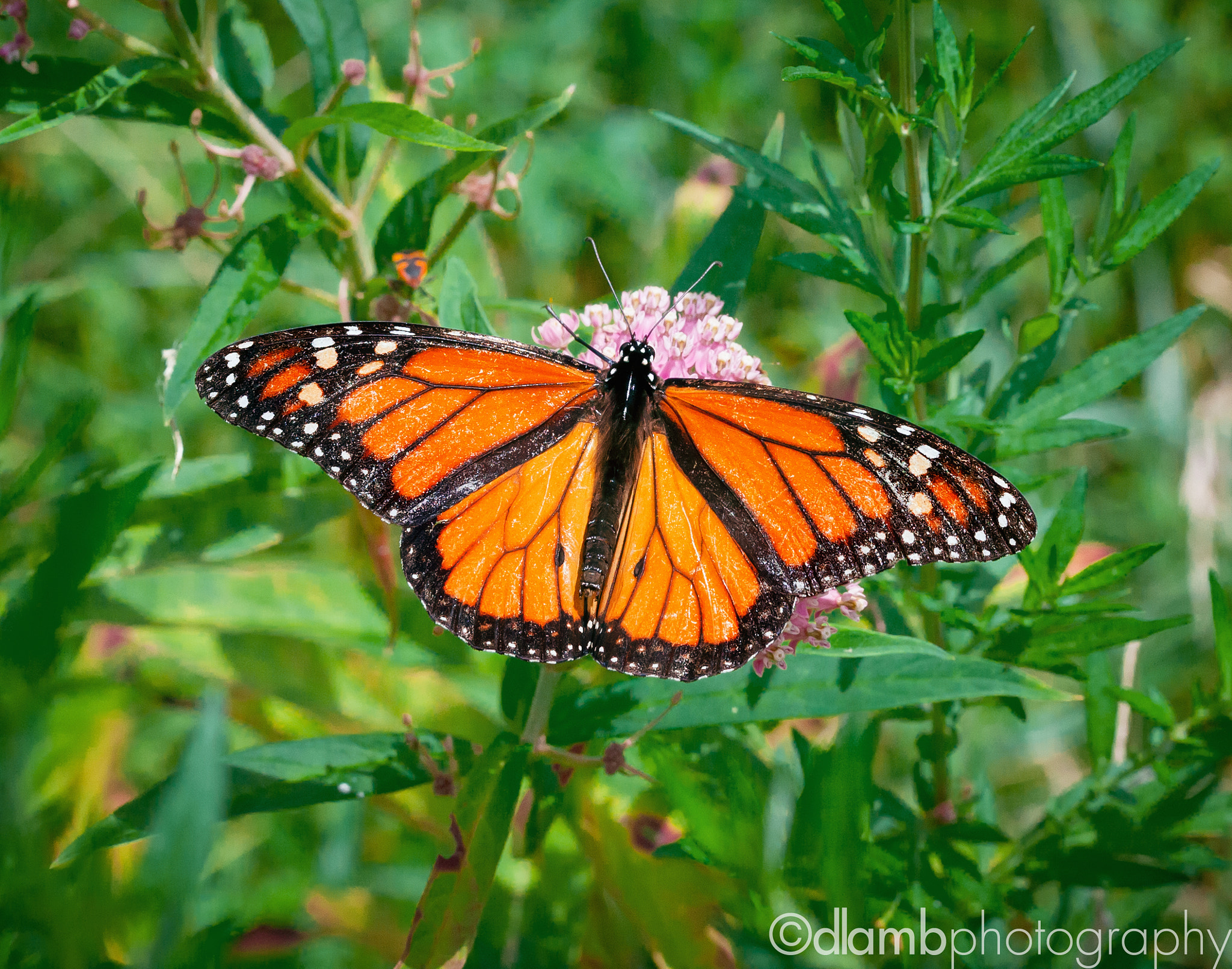 Canon EF-S 60mm F2.8 Macro USM sample photo. The mighty monarch photography