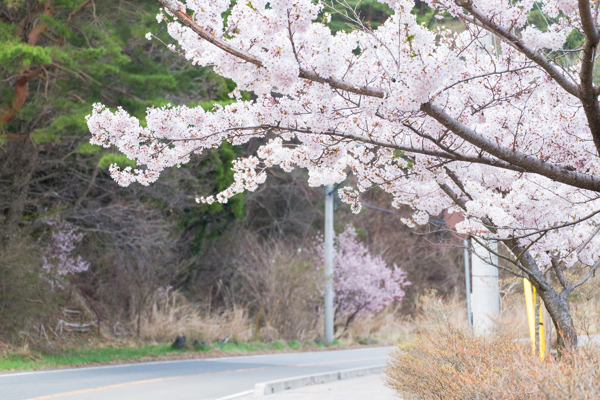 Fujifilm X-E2 + Fujifilm XC 50-230mm F4.5-6.7 OIS II sample photo. Beautiful cherry blossom sakura in japan photography