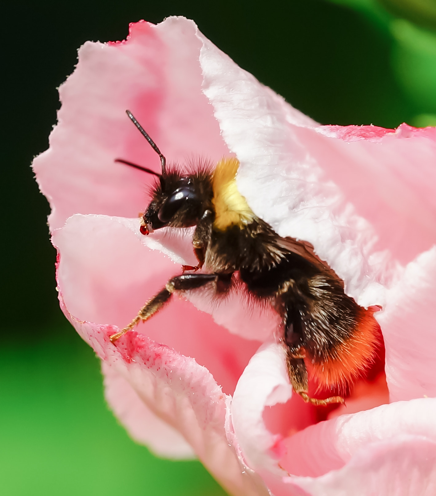 Sony a99 II + 150mm F2.8 sample photo. Bumble bee photography