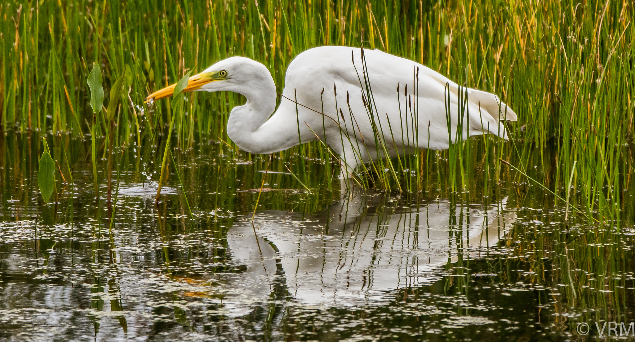Canon EF 70-200mm F2.8L IS II USM sample photo. Great white egret photography