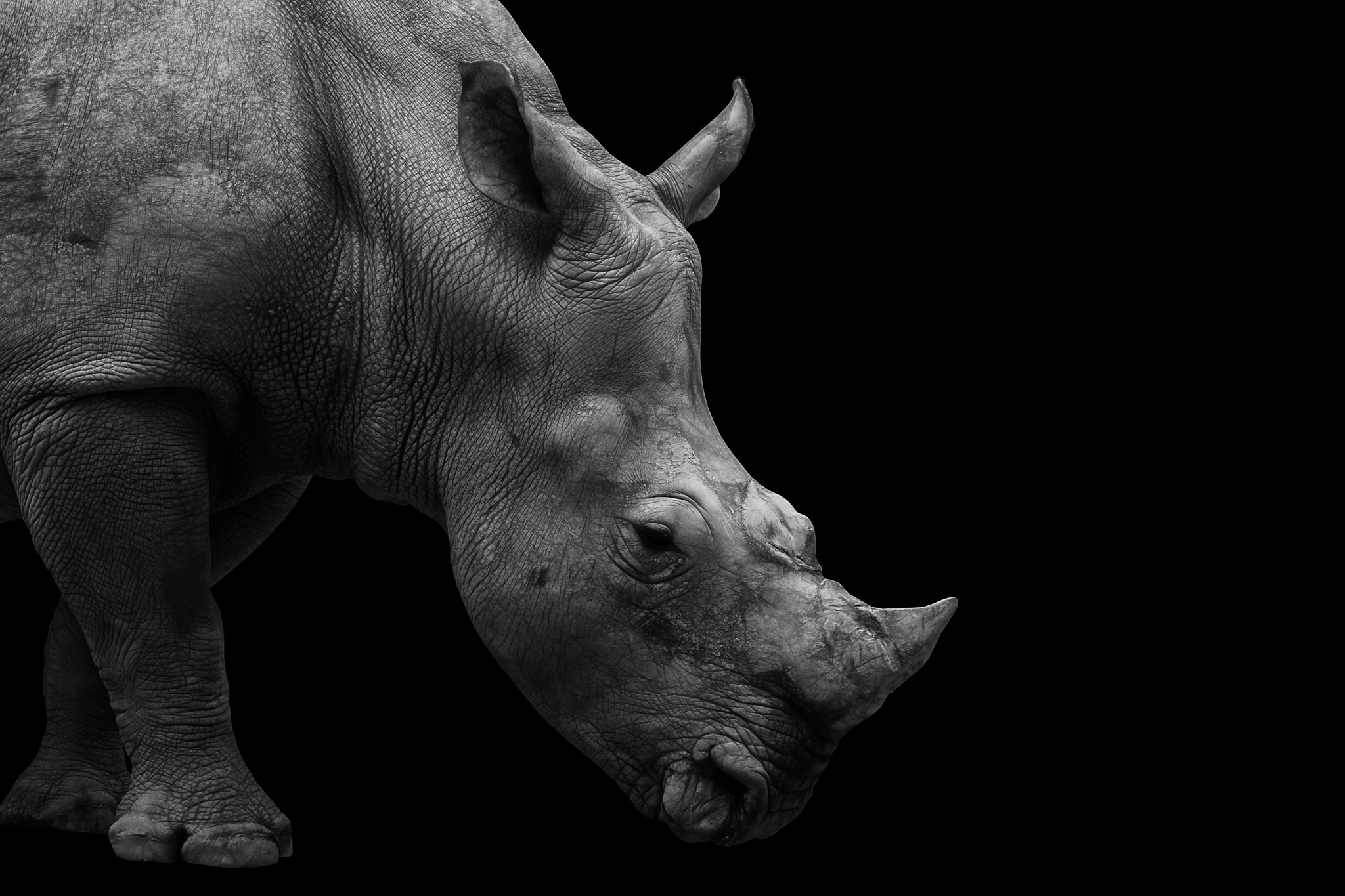 Canon EOS 5D Mark II + Canon EF 100-400mm F4.5-5.6L IS USM sample photo. Rhino black and white portrait photography