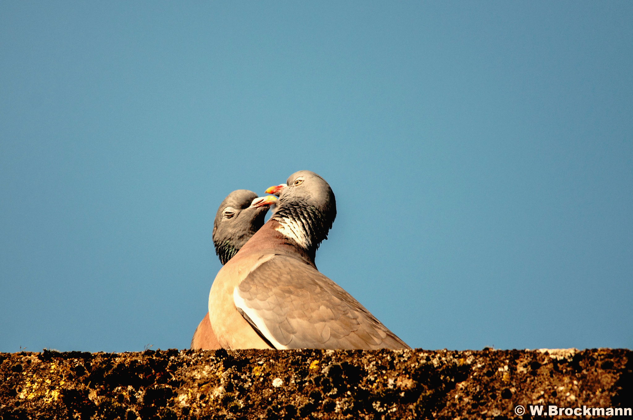 Sigma 150-500mm F5-6.3 DG OS HSM sample photo. Vögel/byrds photography