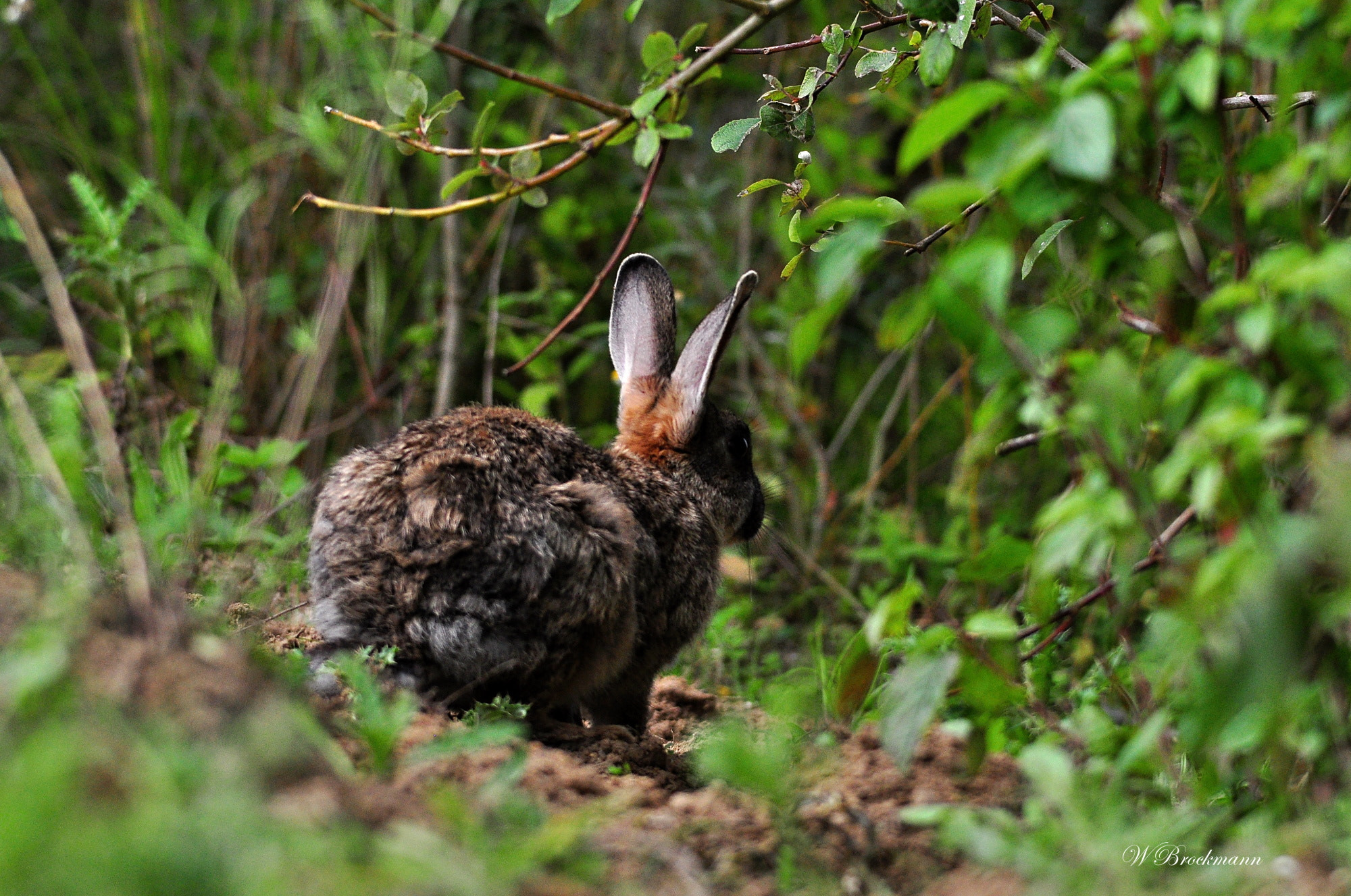 Sigma 150-500mm F5-6.3 DG OS HSM sample photo. Wildkaninchen/rabbit photography