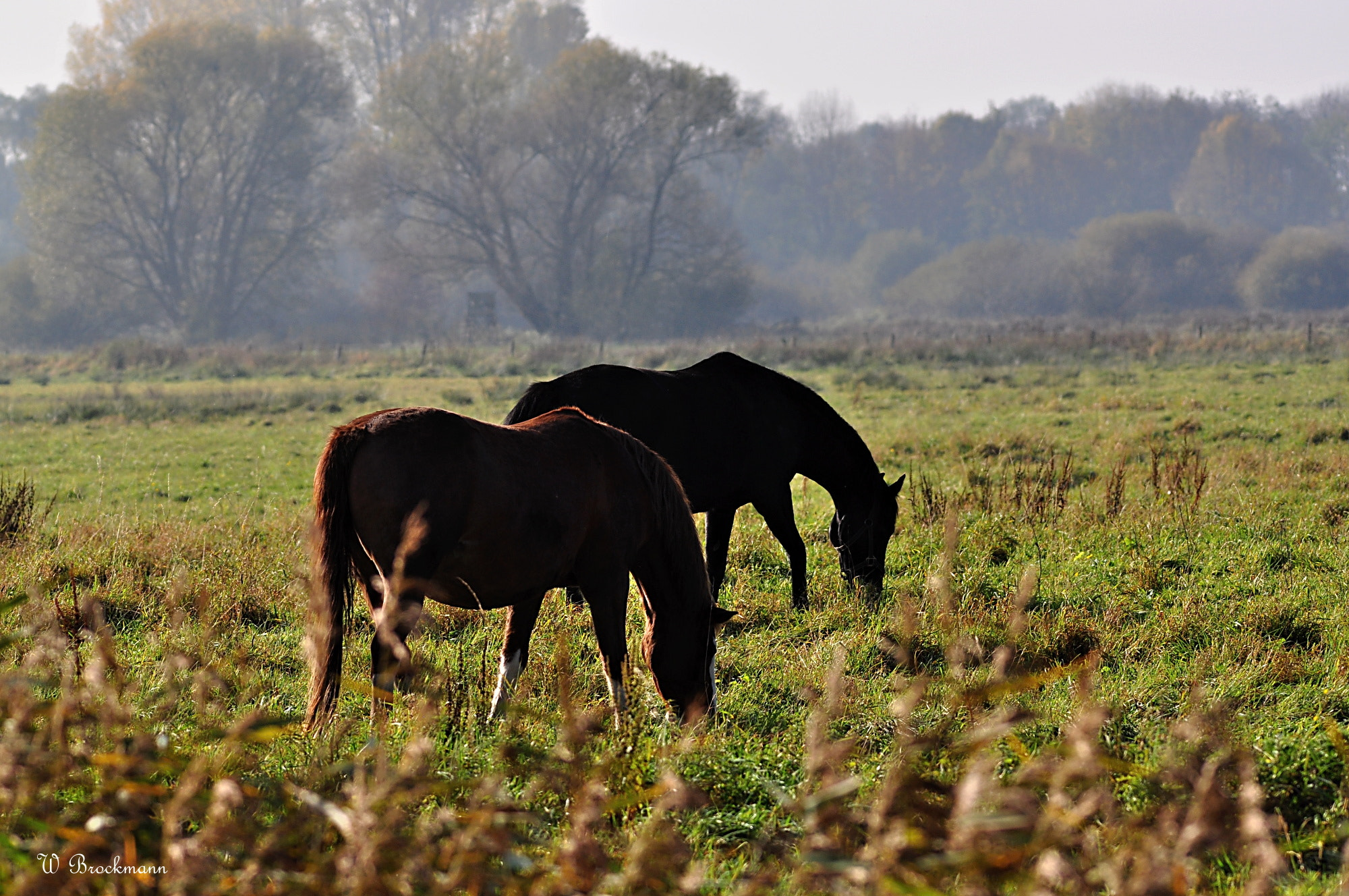 Sigma 150-500mm F5-6.3 DG OS HSM sample photo. Tiere/animals photography