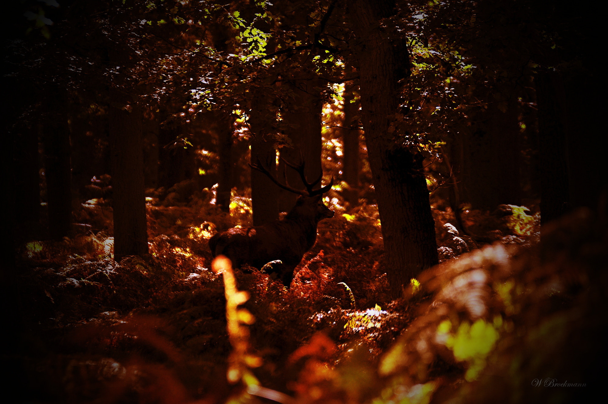 Nikon D5000 sample photo. Tiere/animals photography
