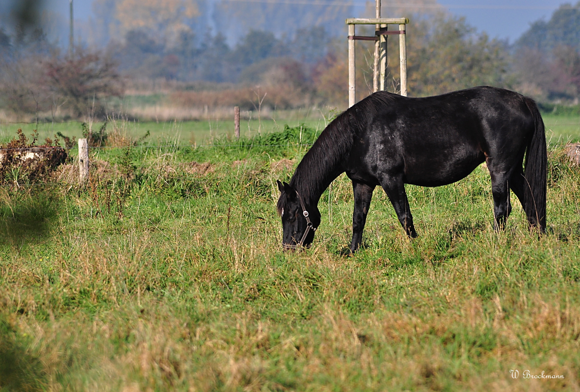 Sigma 150-500mm F5-6.3 DG OS HSM sample photo. Pferd/horse photography