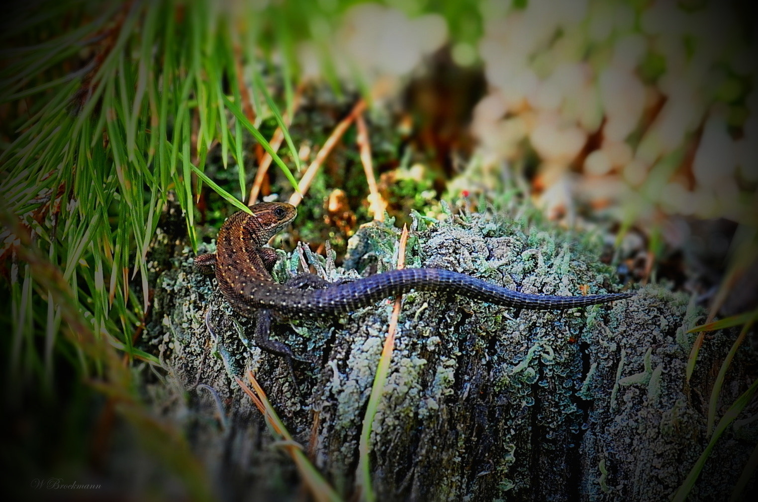 Nikon D5000 sample photo. Zauneidechse photography