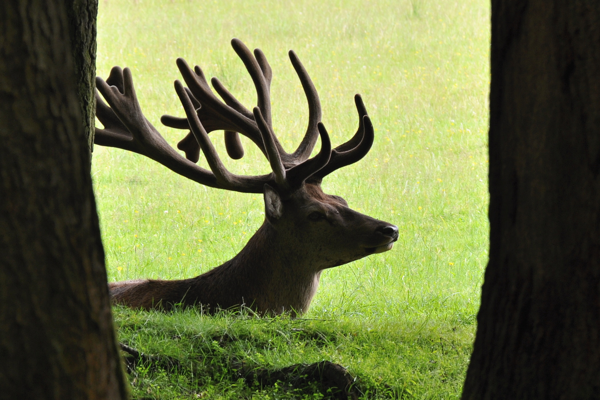 Nikon D5000 sample photo. Tiere/animal photography