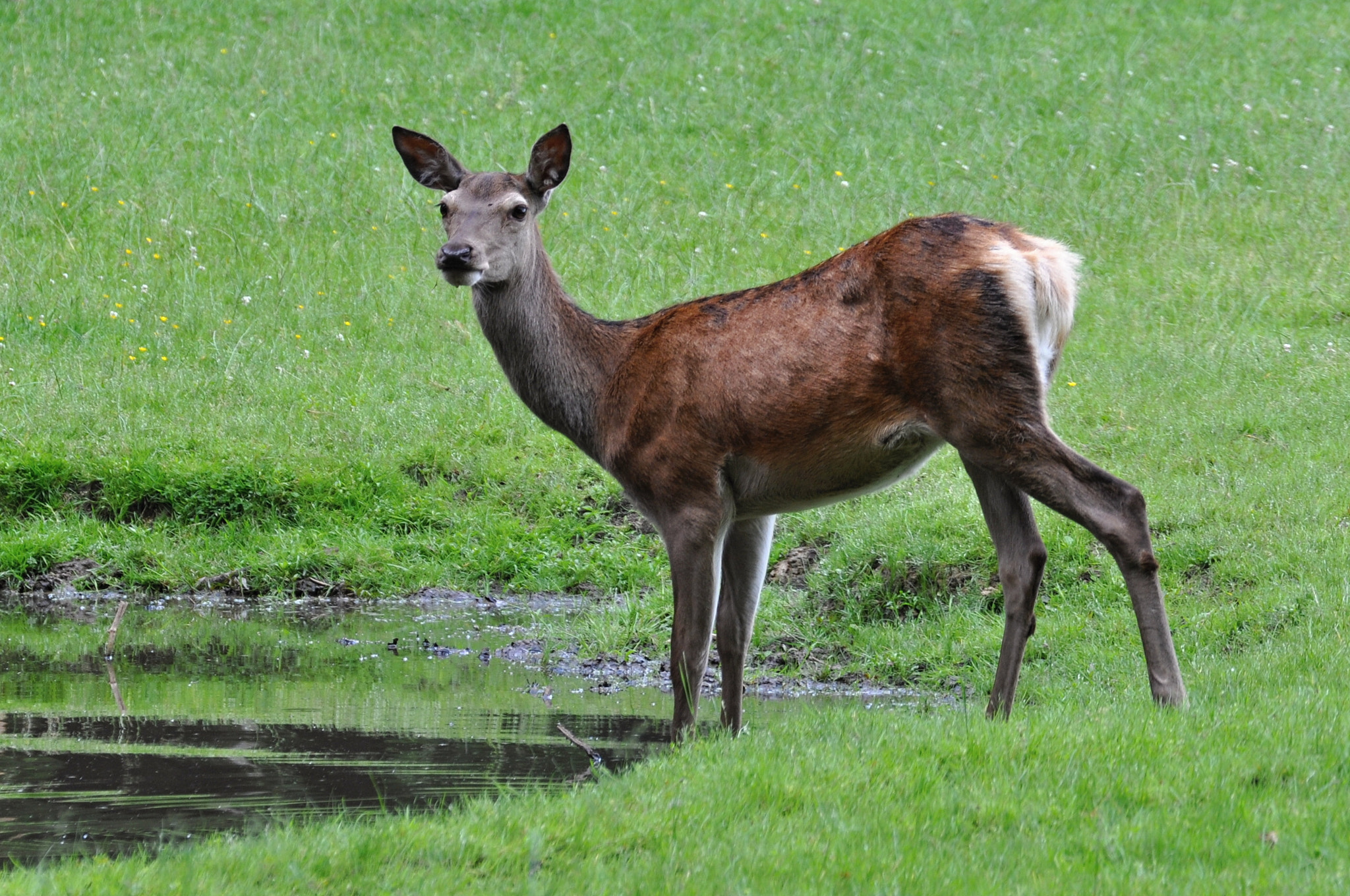 Nikon D5000 sample photo. Tiere/animal photography
