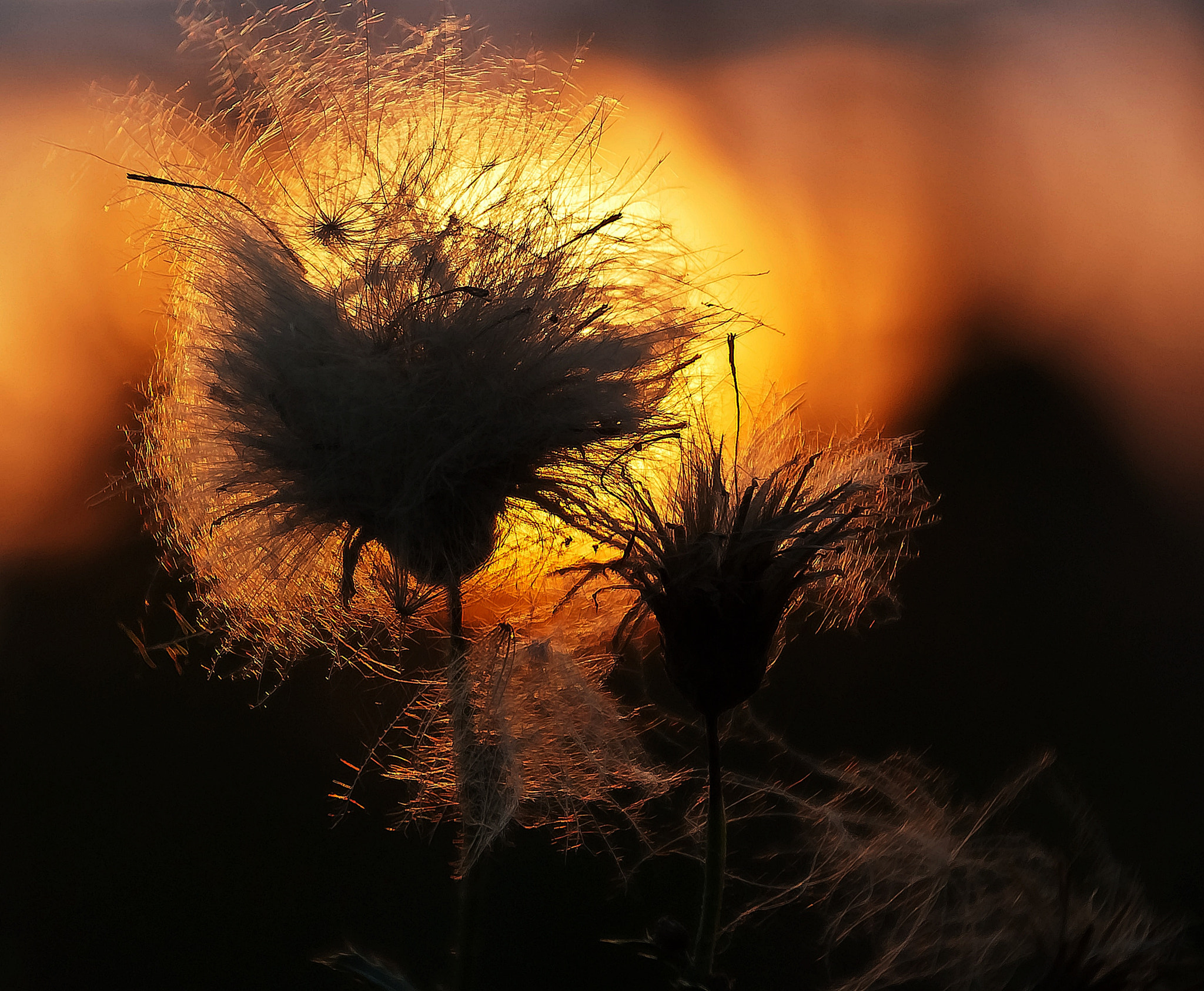 Sony Alpha DSLR-A300 + DT 18-270mm F3.5-6.3 SSM sample photo. Bt photography