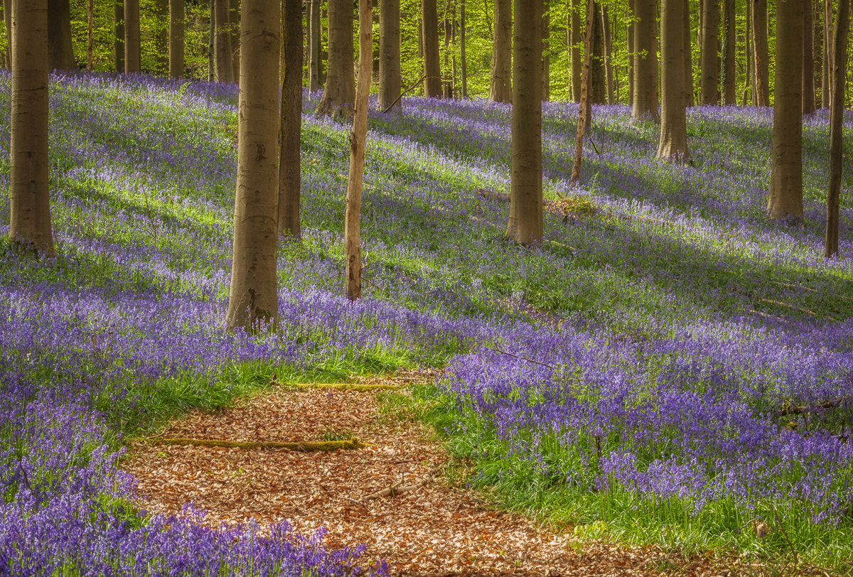 Canon EF-S 55-250mm F4-5.6 IS STM sample photo. Forest flowers in sunlight photography