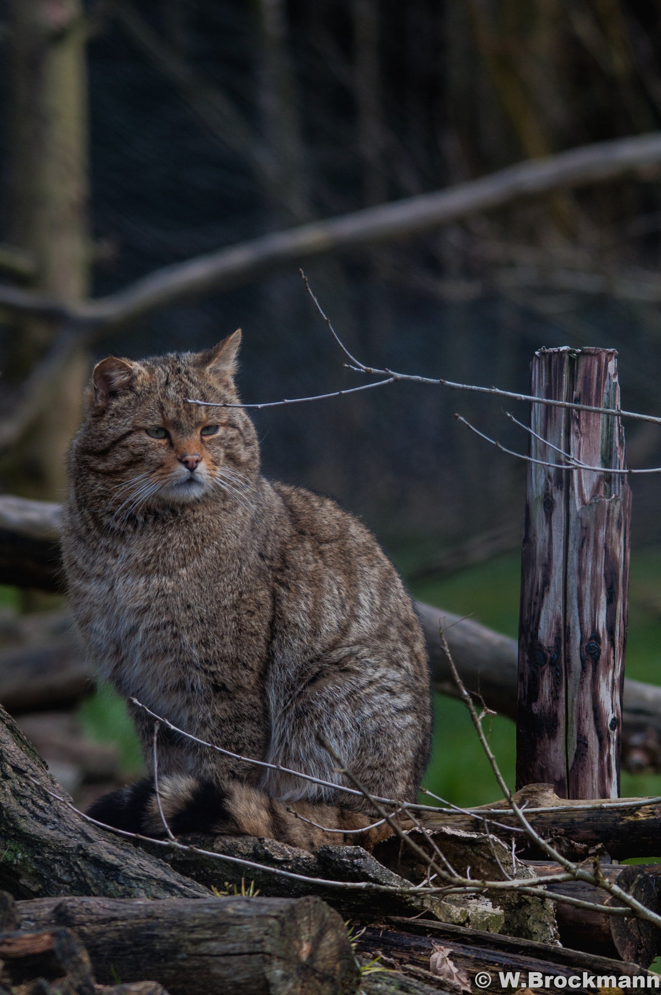 Sigma 150-500mm F5-6.3 DG OS HSM sample photo. Tiere/animal photography