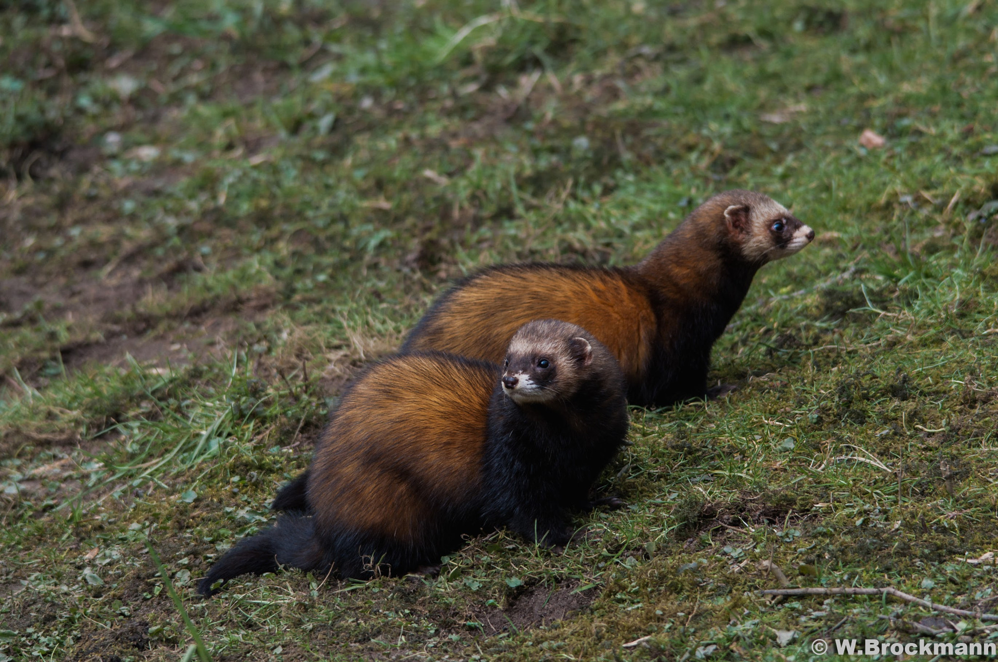 Sigma 150-500mm F5-6.3 DG OS HSM sample photo. Tiere/animal photography